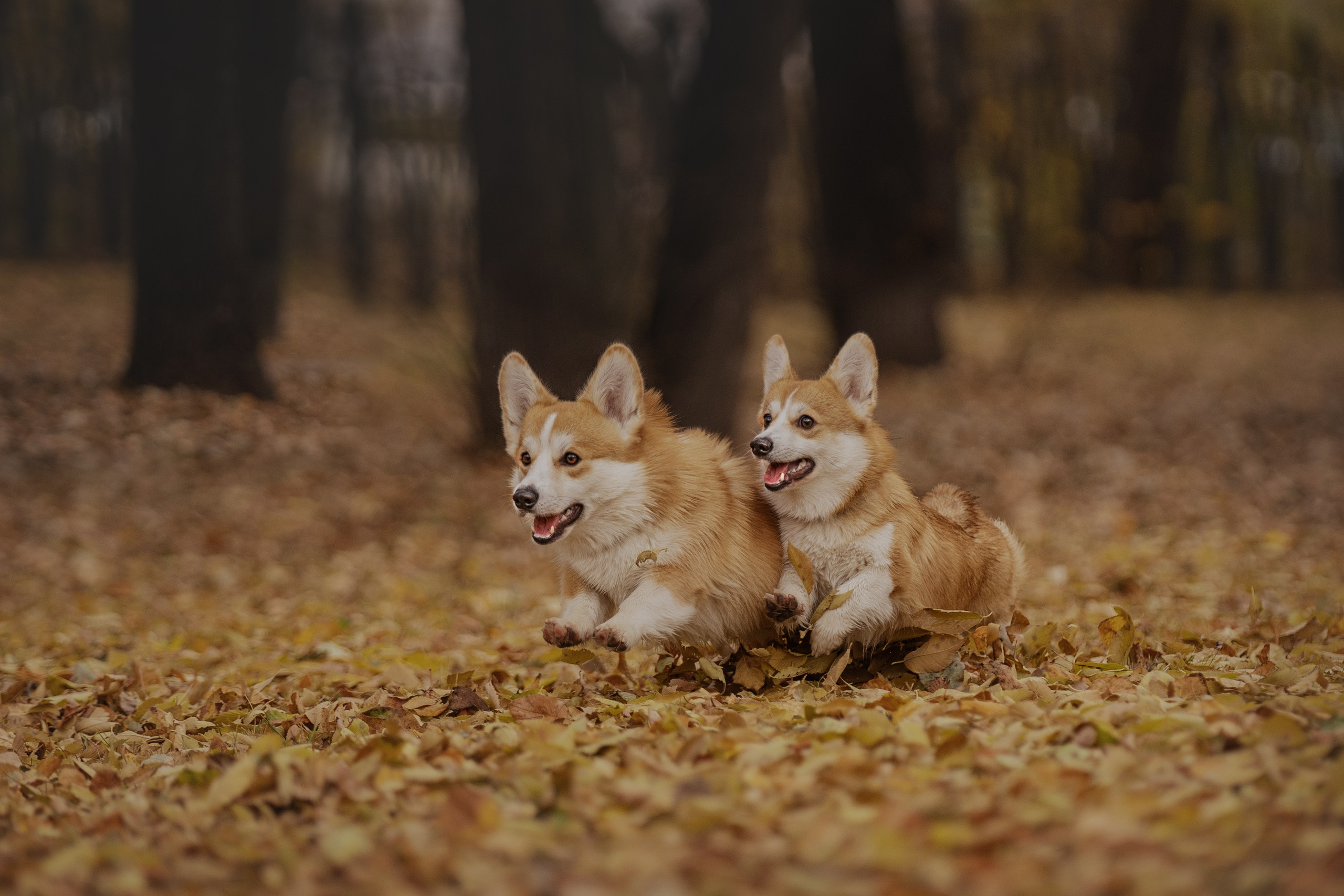 Ольга с семьей и их коргибанда. Kameramotor74