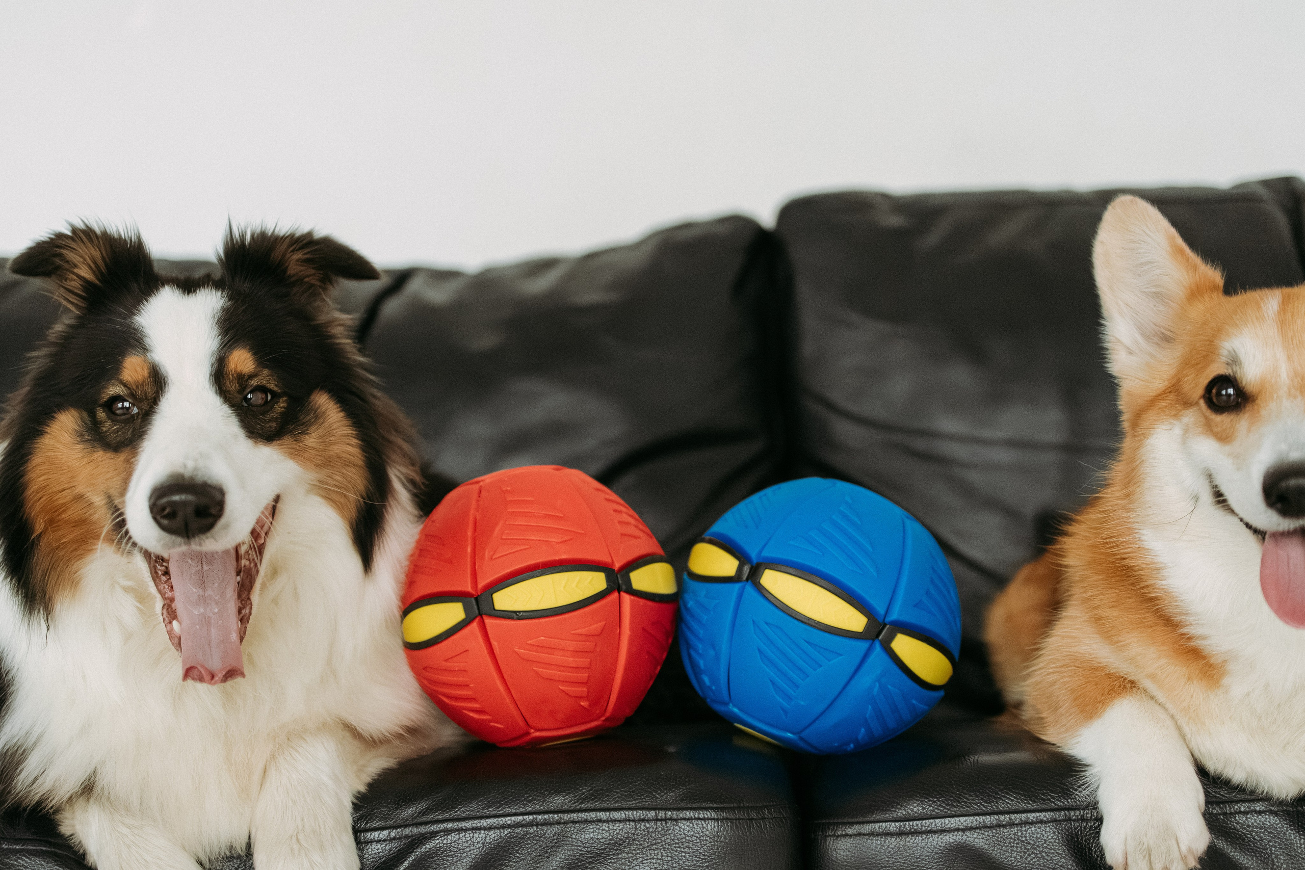 Мячи-попрыгуны. Фотораф — анималист Мария Шистка