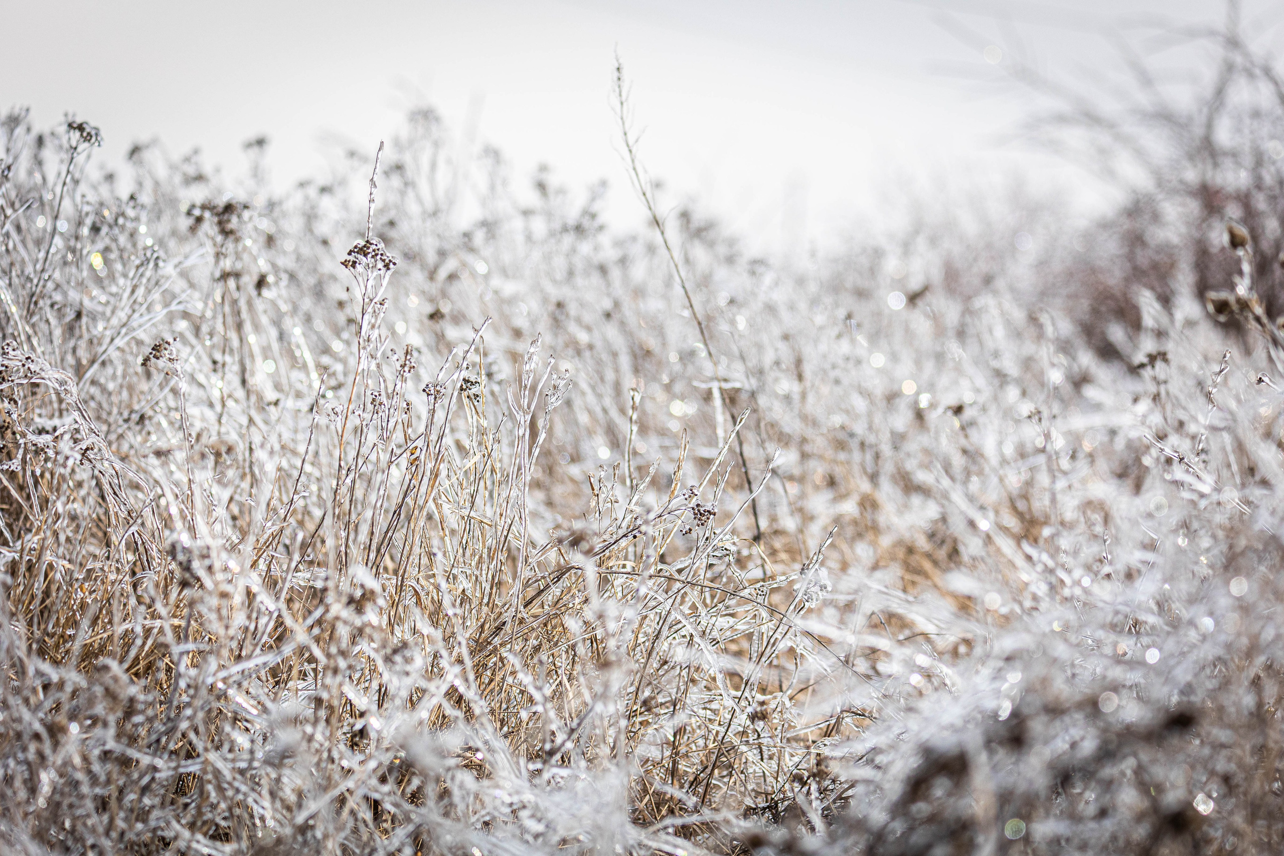 Дикий животный мир. Фотограф-АниМалист Анна Абрамова