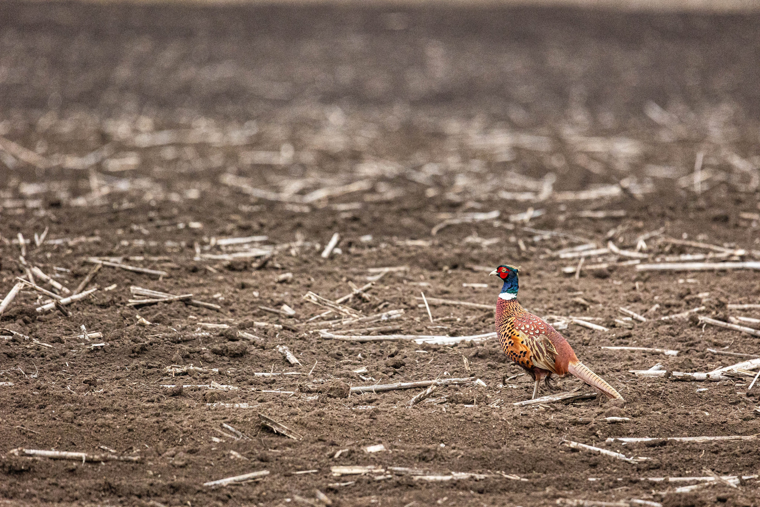 Дикий животный мир. Фотограф-АниМалист Анна Абрамова