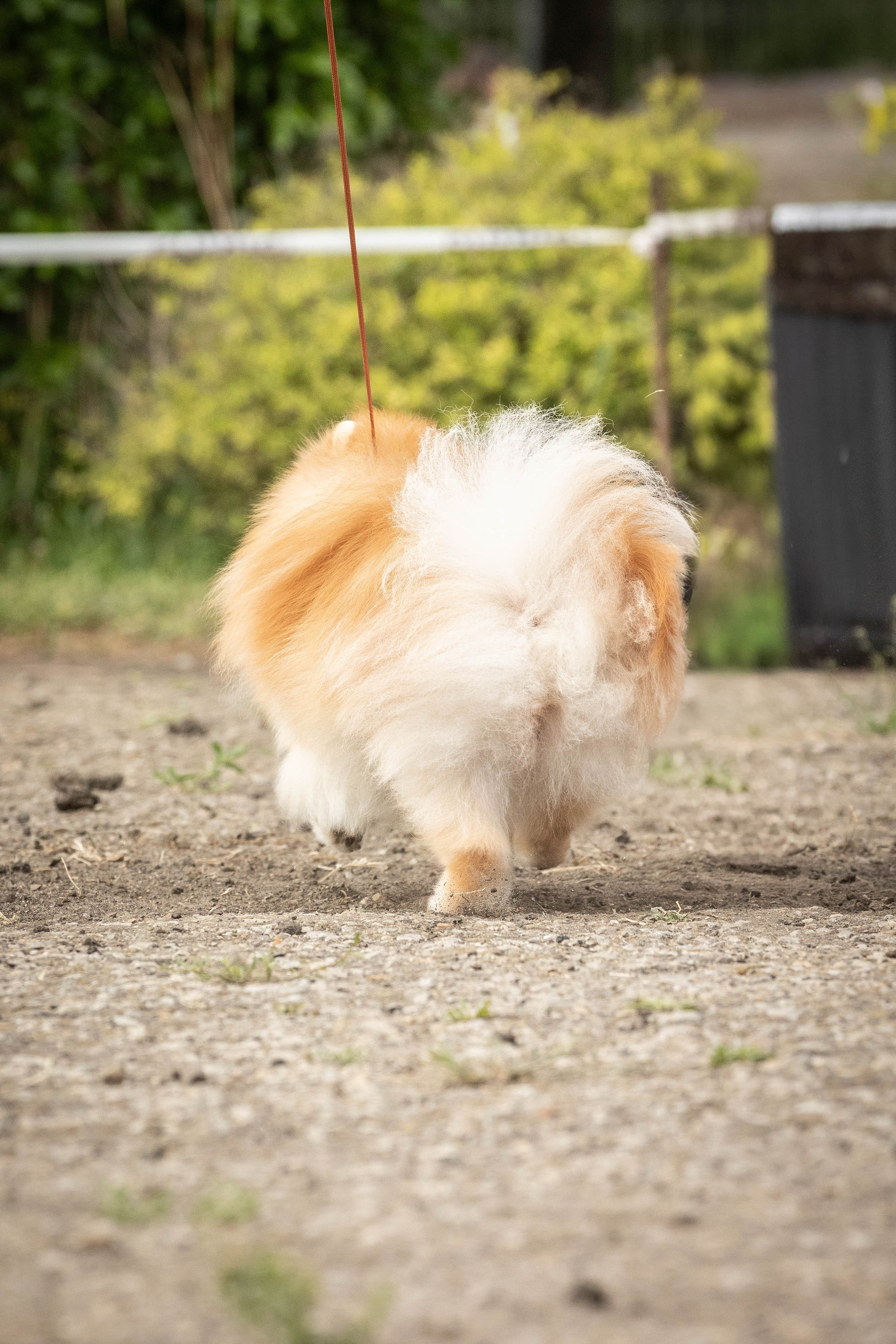 Репортаж (фото с выставок). Фотограф-АниМалист Анна Абрамова