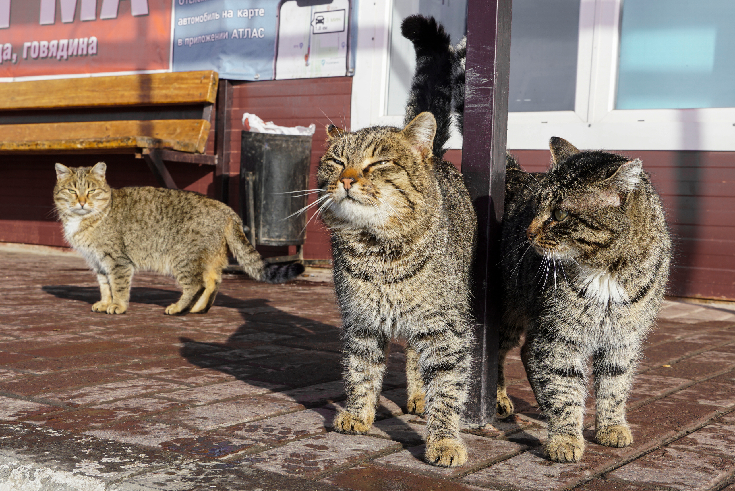 Уличная фотография. Портретный, репортажный и свадебный фотограф в Екатеринбурге Денис Южаков