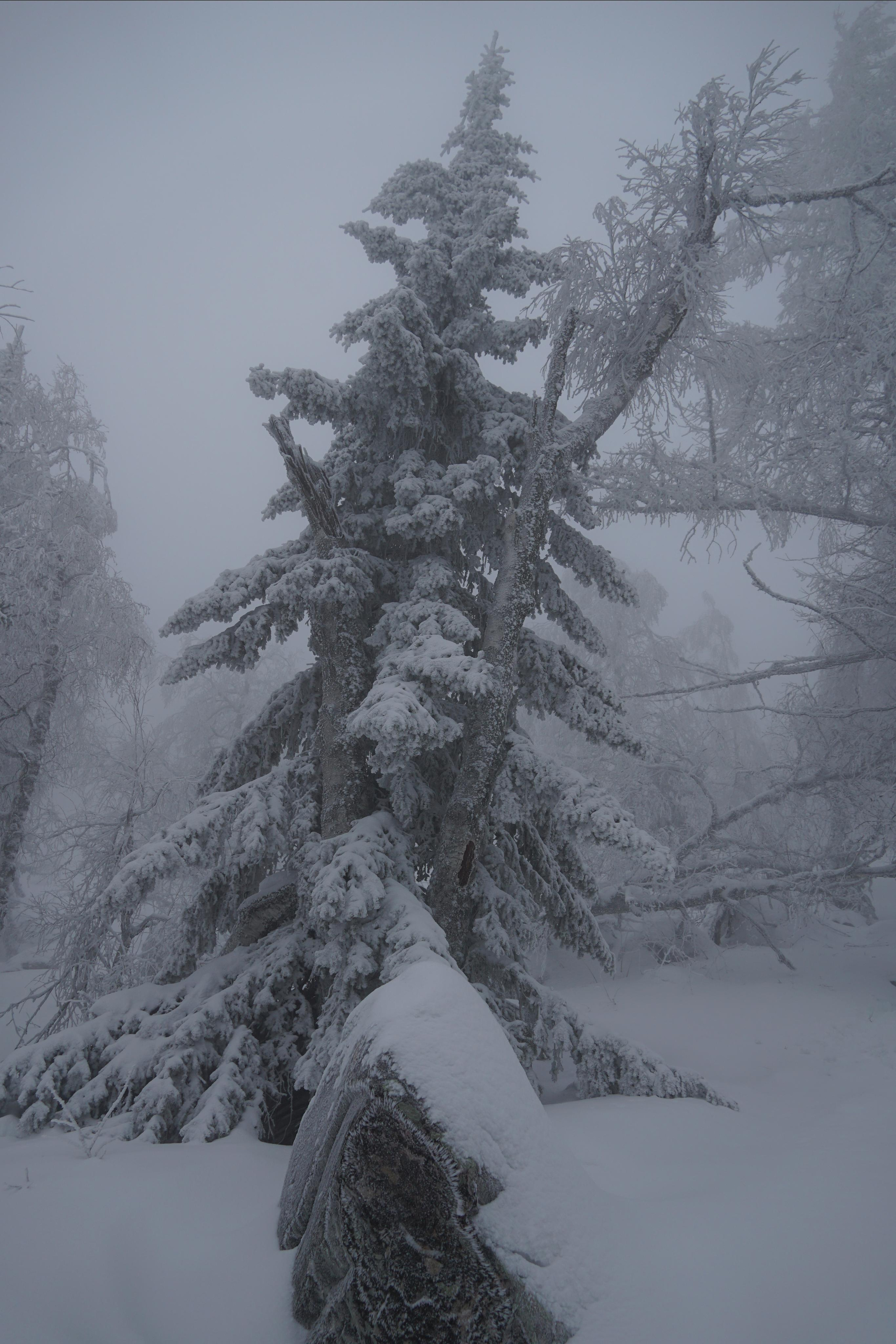 Природа и пейзажи. Портретный, репортажный и свадебный фотограф в Екатеринбурге Денис Южаков