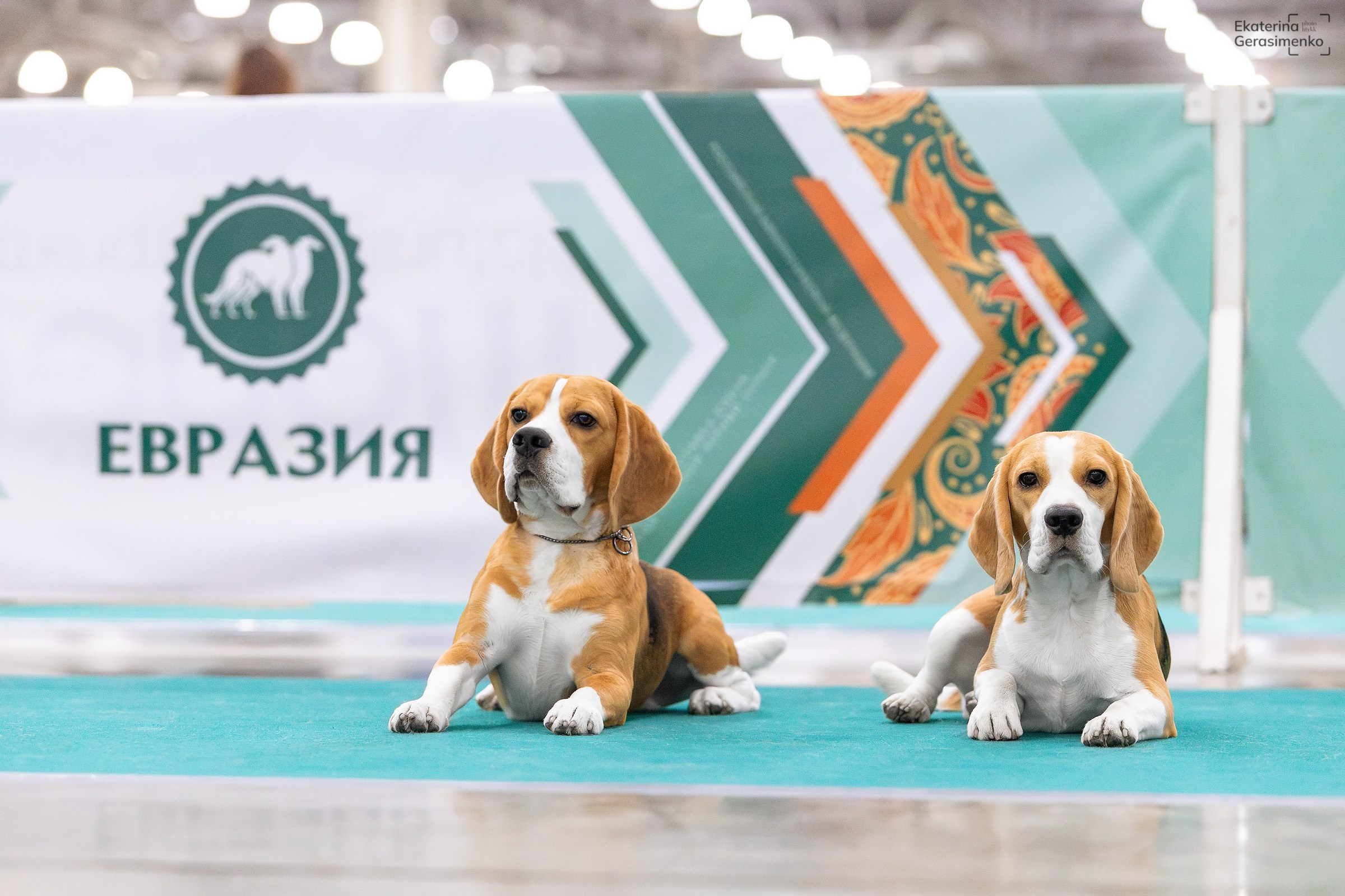 16–17 ноября 2024, Выставка ЕВРАЗИЯ, г. Москва. Htykk_photo