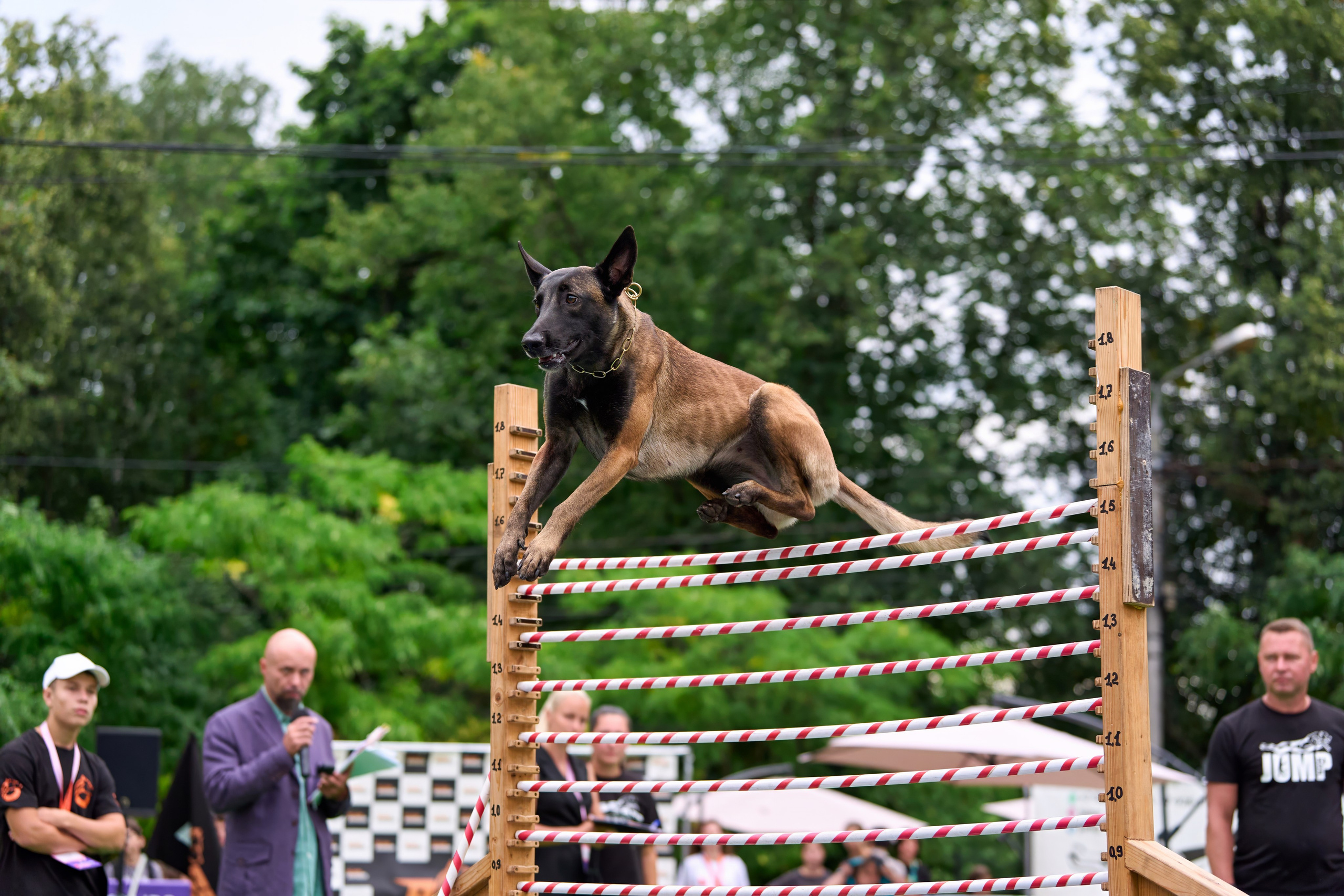 4 лапы Фест. Многоборье. Фотограф-анималист Михаил Манухин