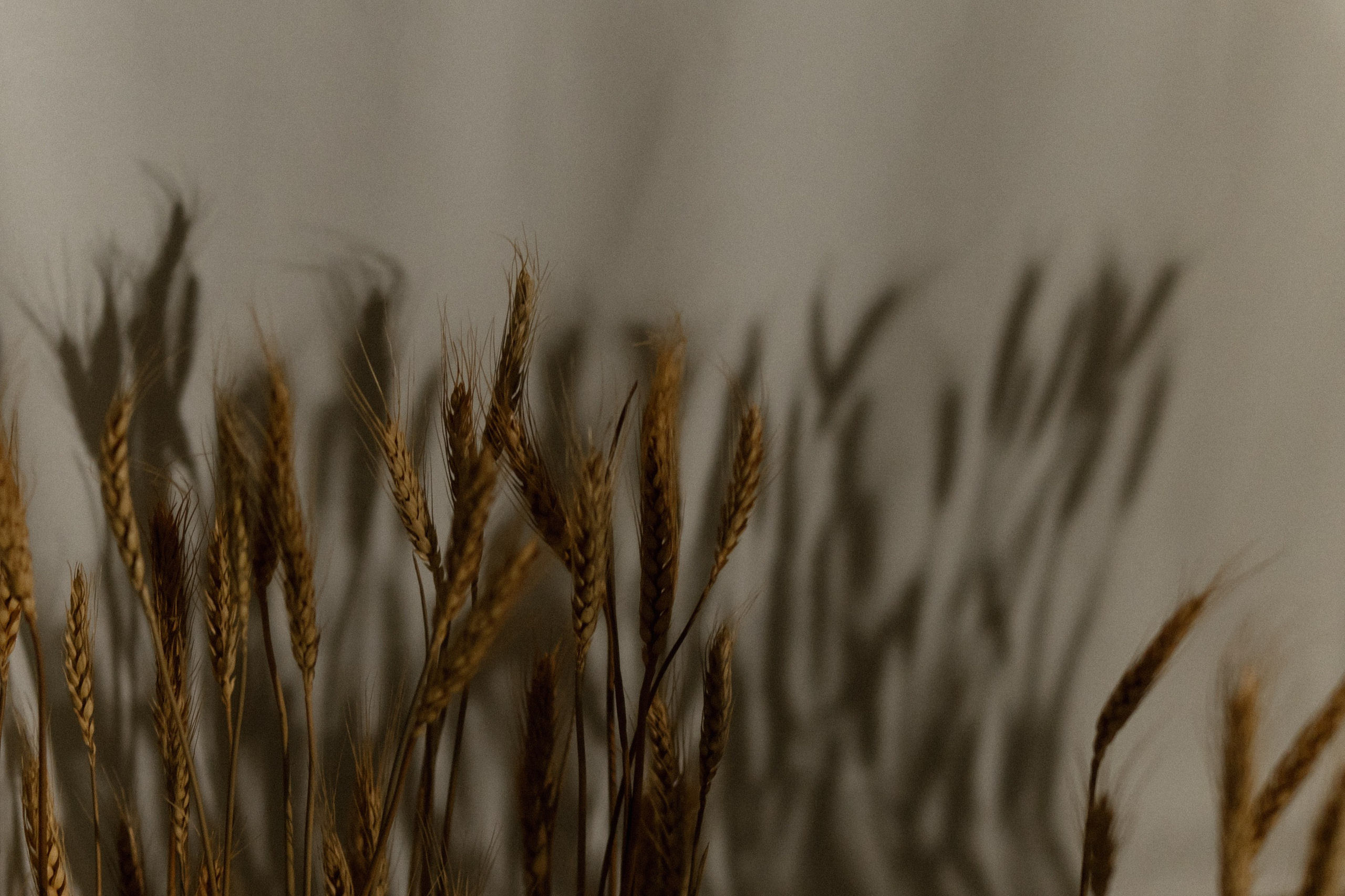 Макс и Настя. Ланемец Юлия — фотограф Волгоград/Волжский