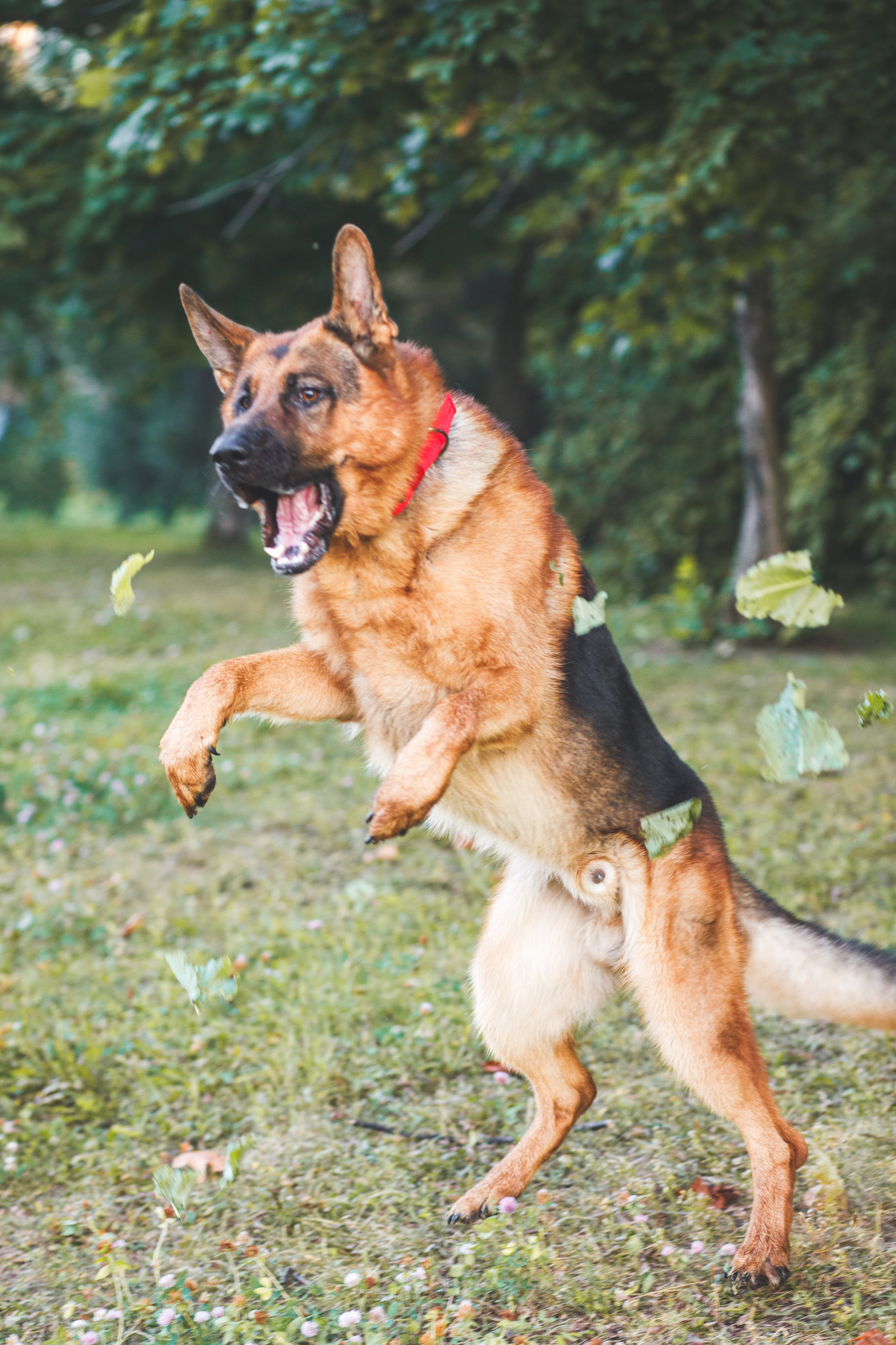 Фотопрогулка молодой девушки и ее собаки летним утром в парке. Семейный и школьный фотограф в Москве Анна Ткач