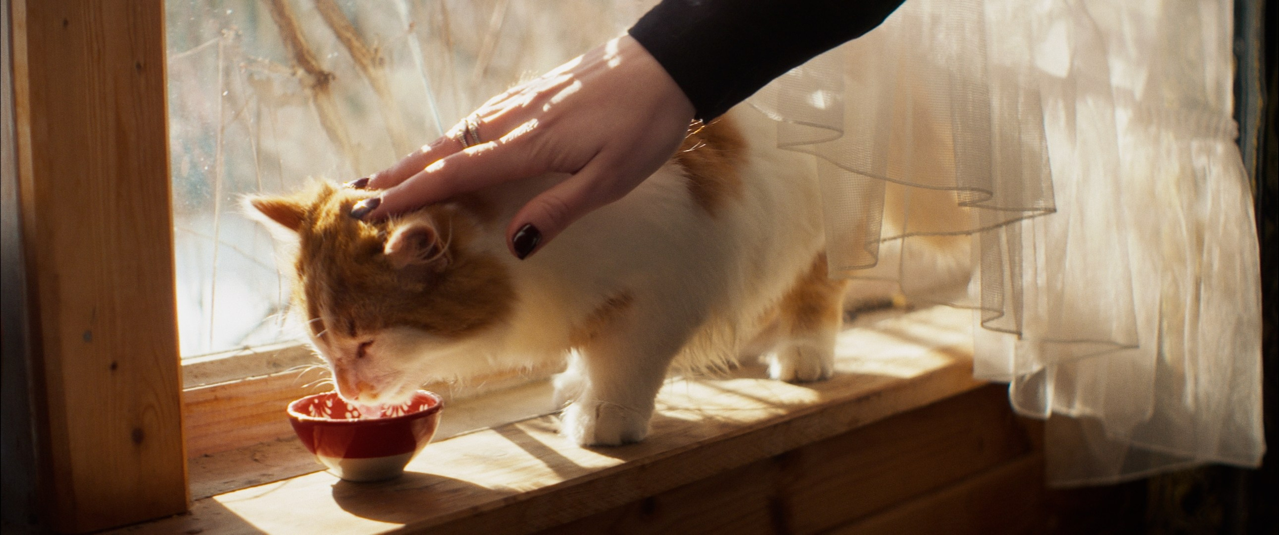 Мяу! (short film). Цветокоррекция видео онлайн Иван Сержанов