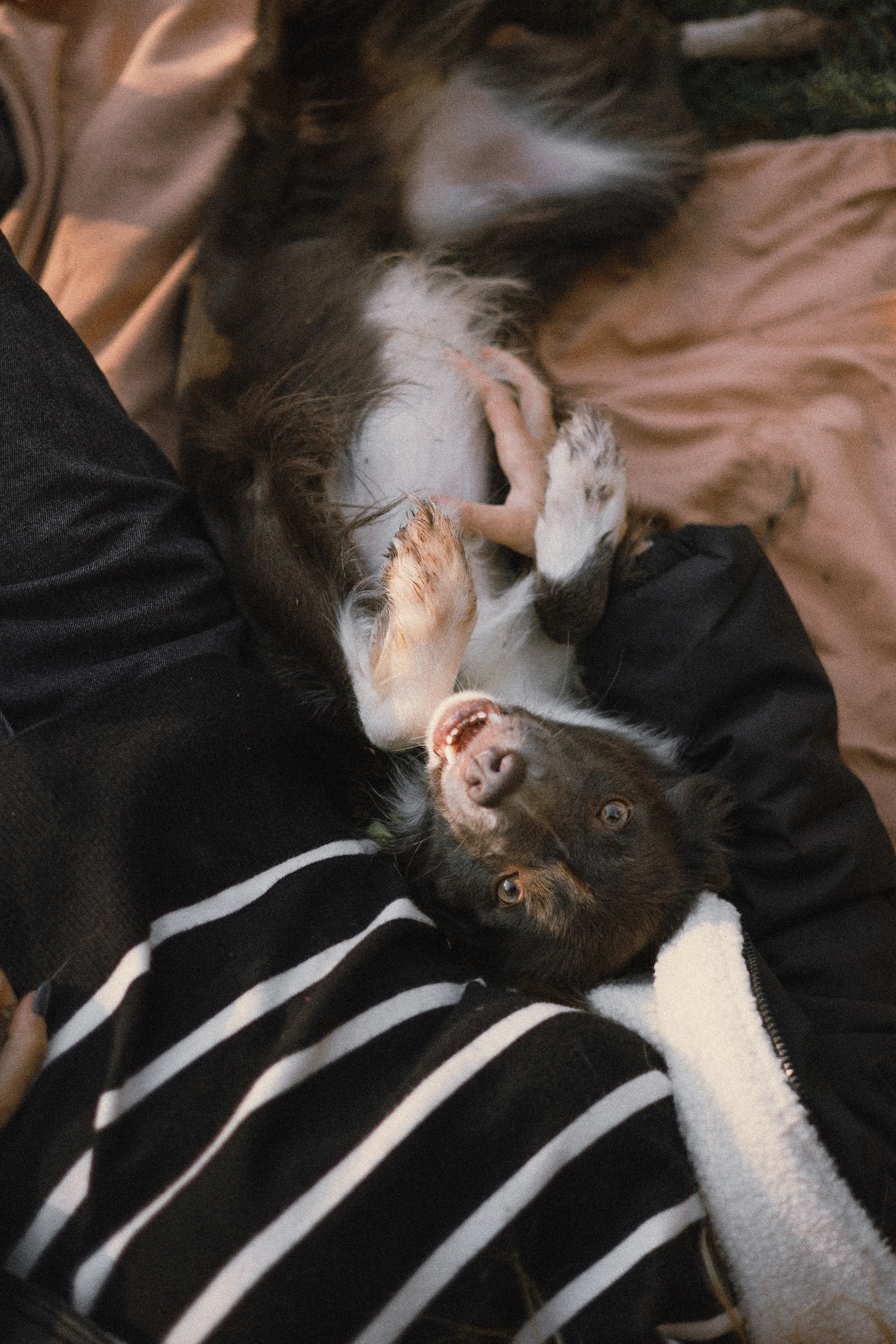 Даша и Дже. Фотограф-анималист Богданова Полина