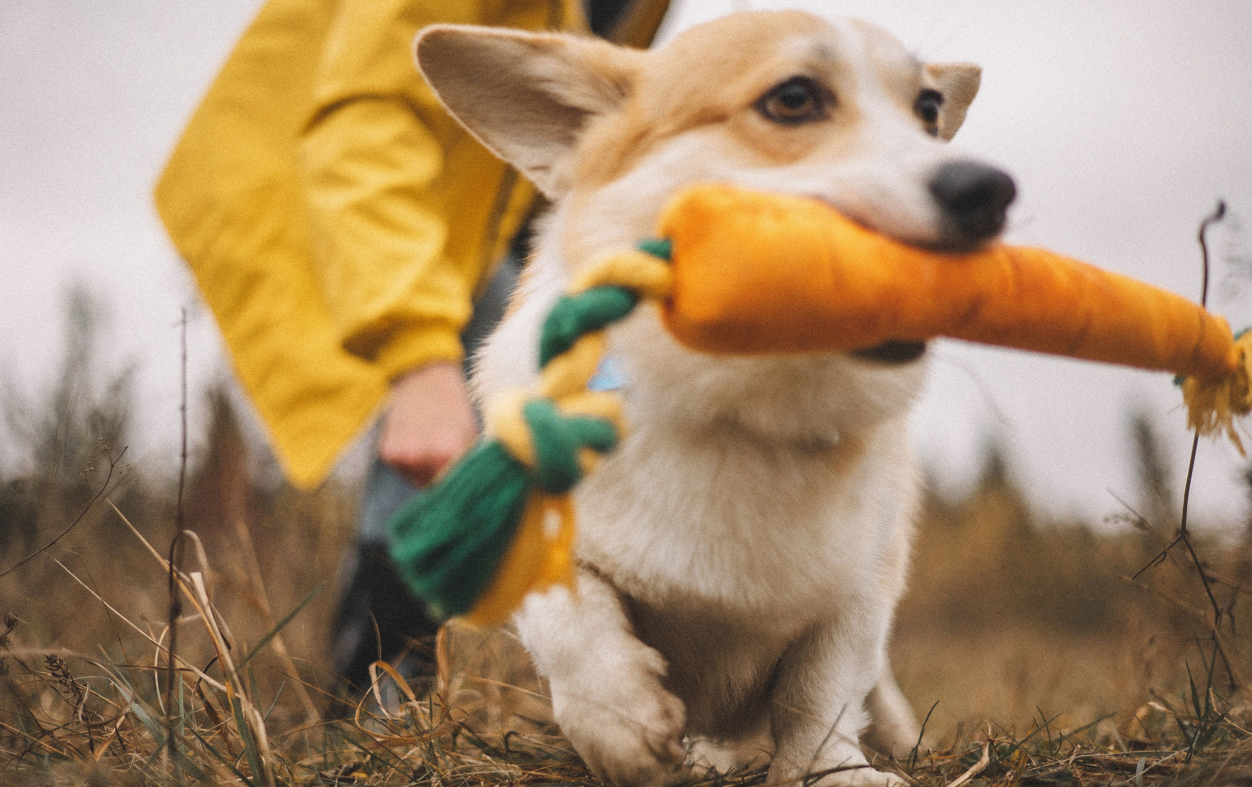 Юля и барри. Фотограф-анималист Богданова Полина
