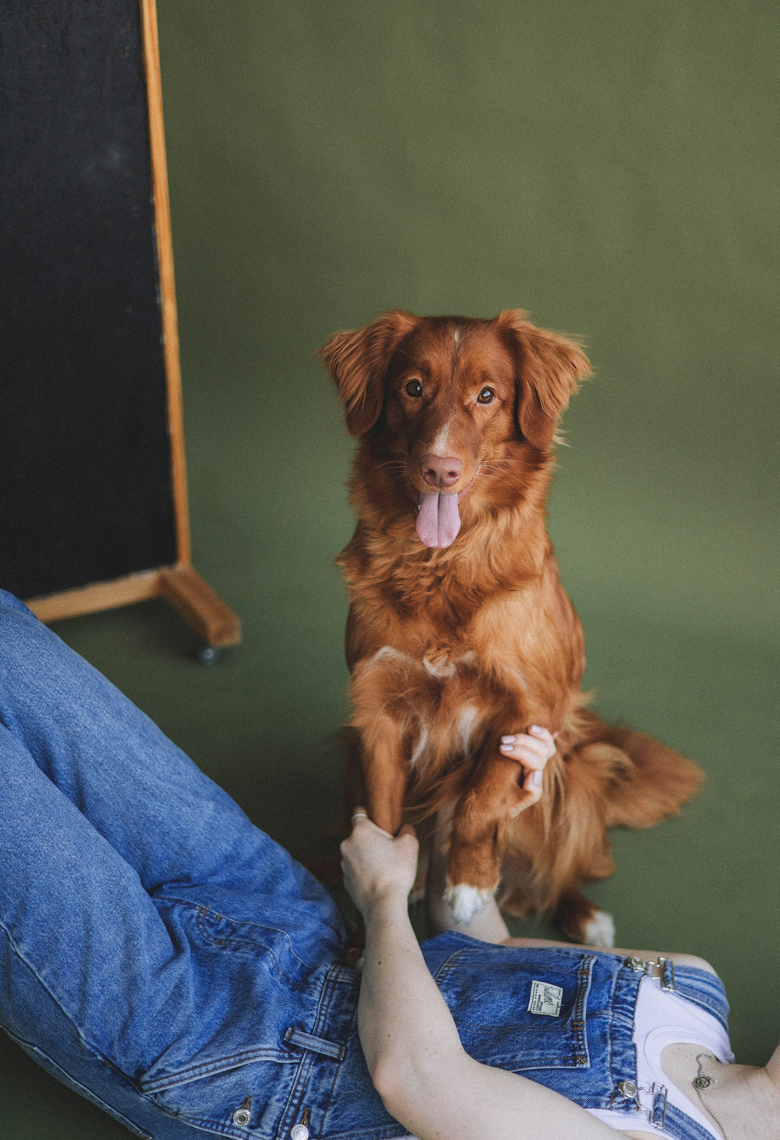 Аня и Лея. Фотограф-анималист Богданова Полина