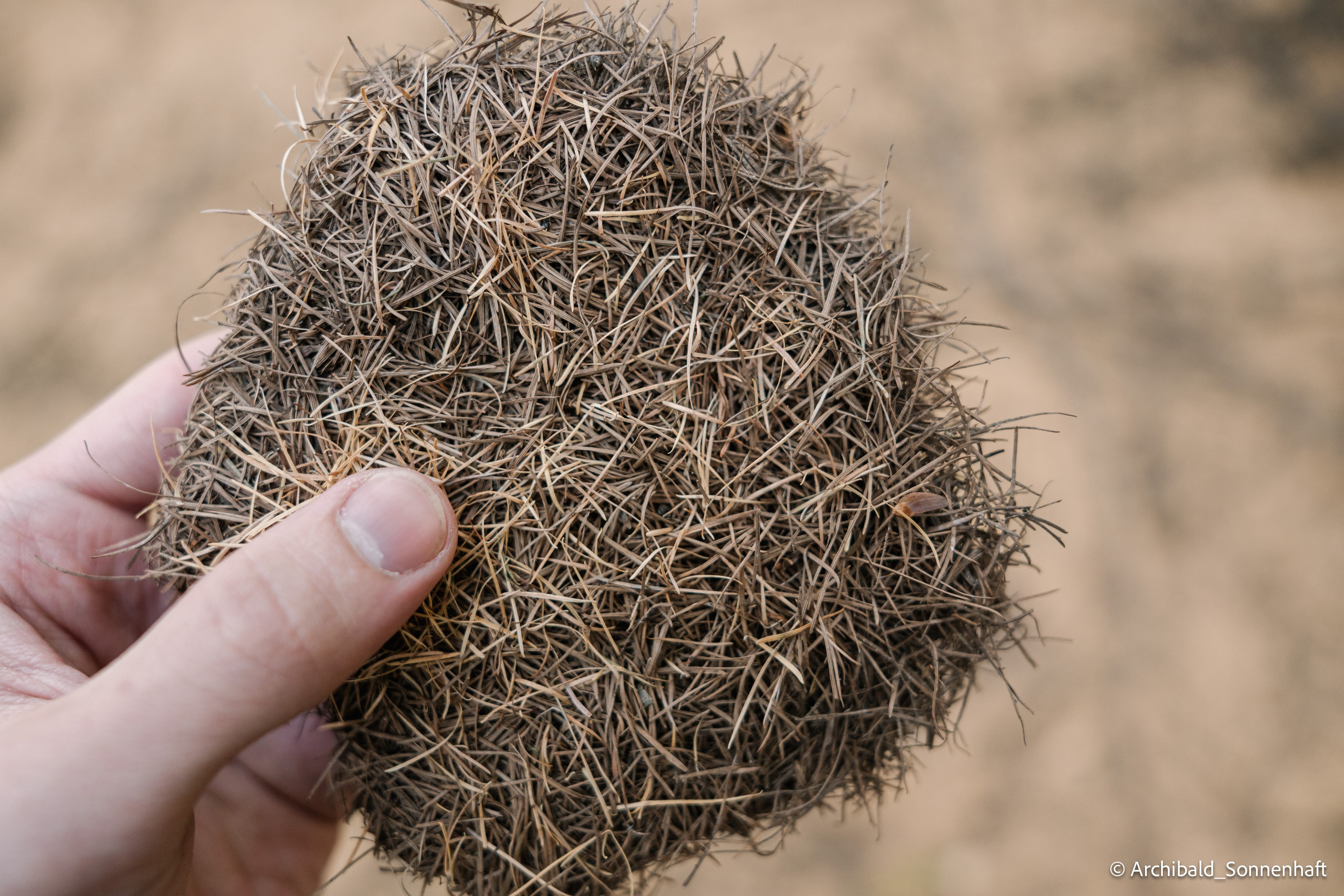 Inner mongolia. Photographer in Guangzhou, China. Archibald Sonnenhaft
