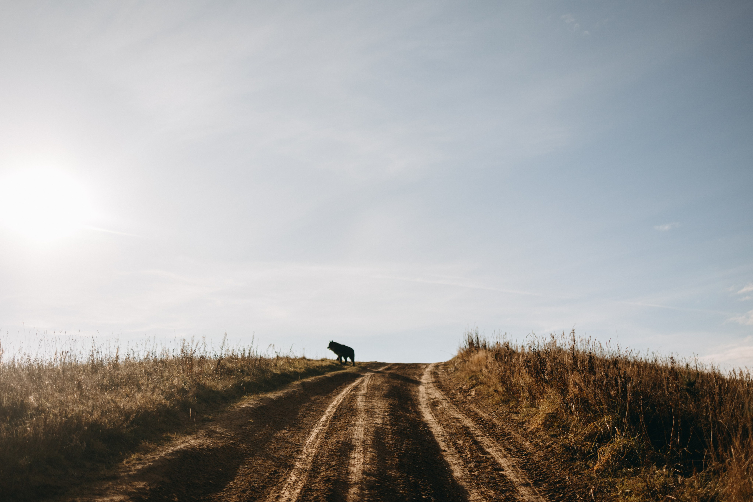 Лора и Джанго. Фотограф — Анималист | Санкт-Петербург