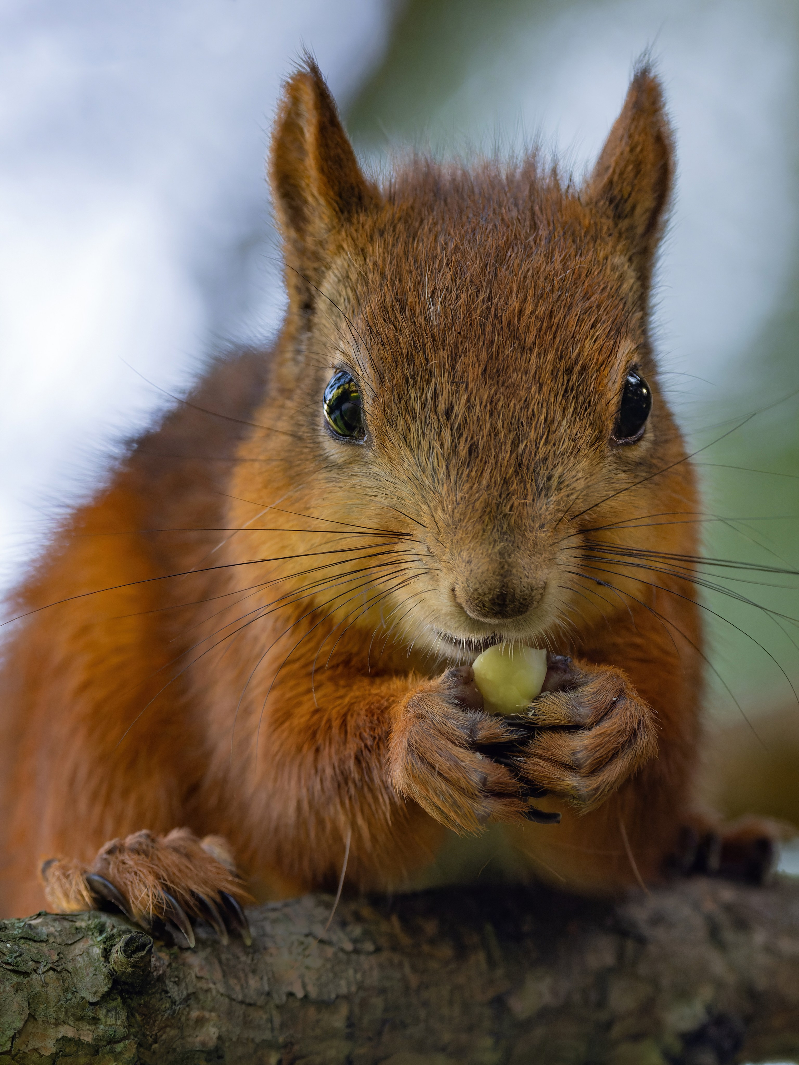 Птицы и животные. Oles Paritskiy