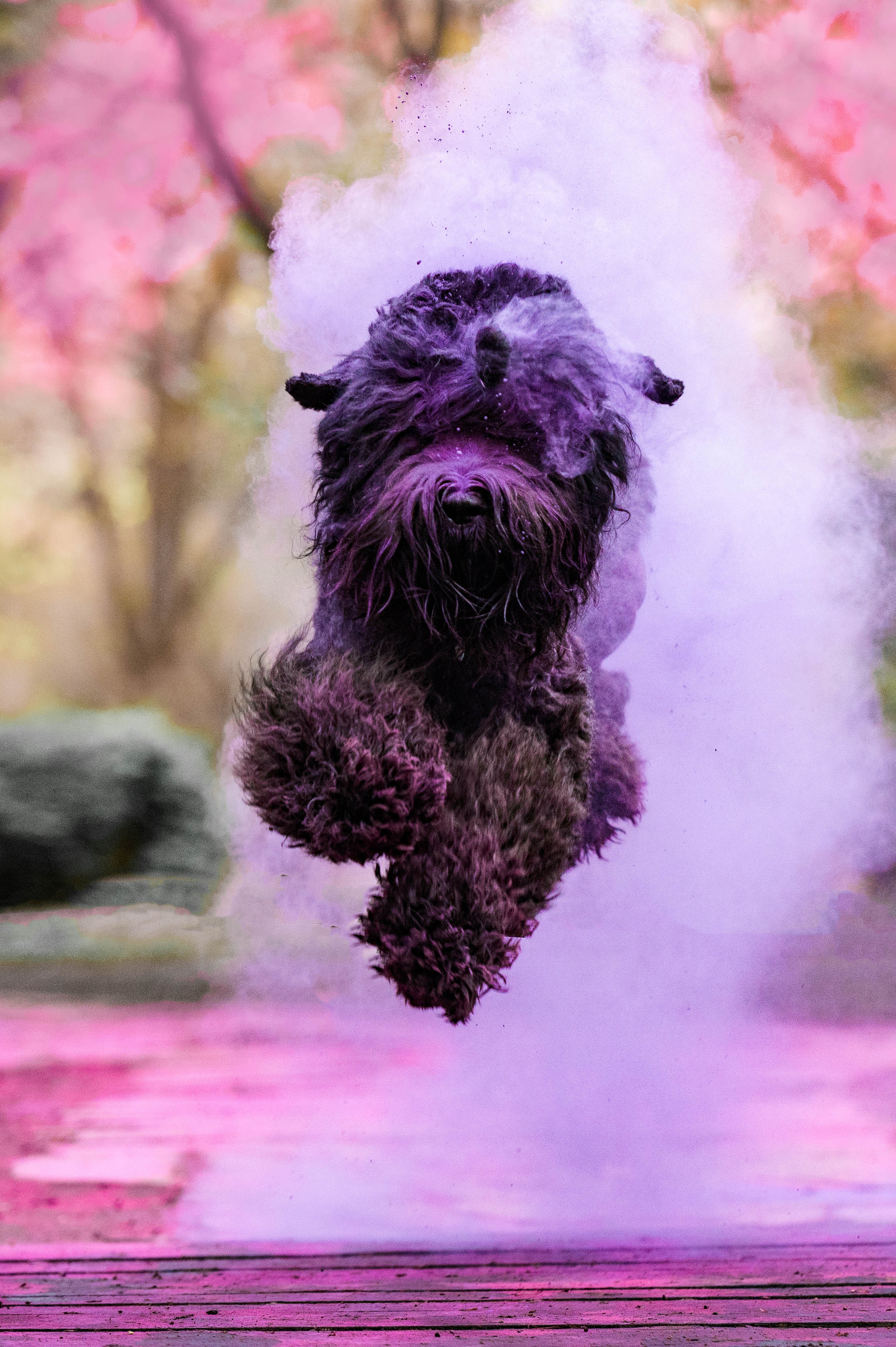 Черныши, сакура и краски холи. Фотограф-анималист