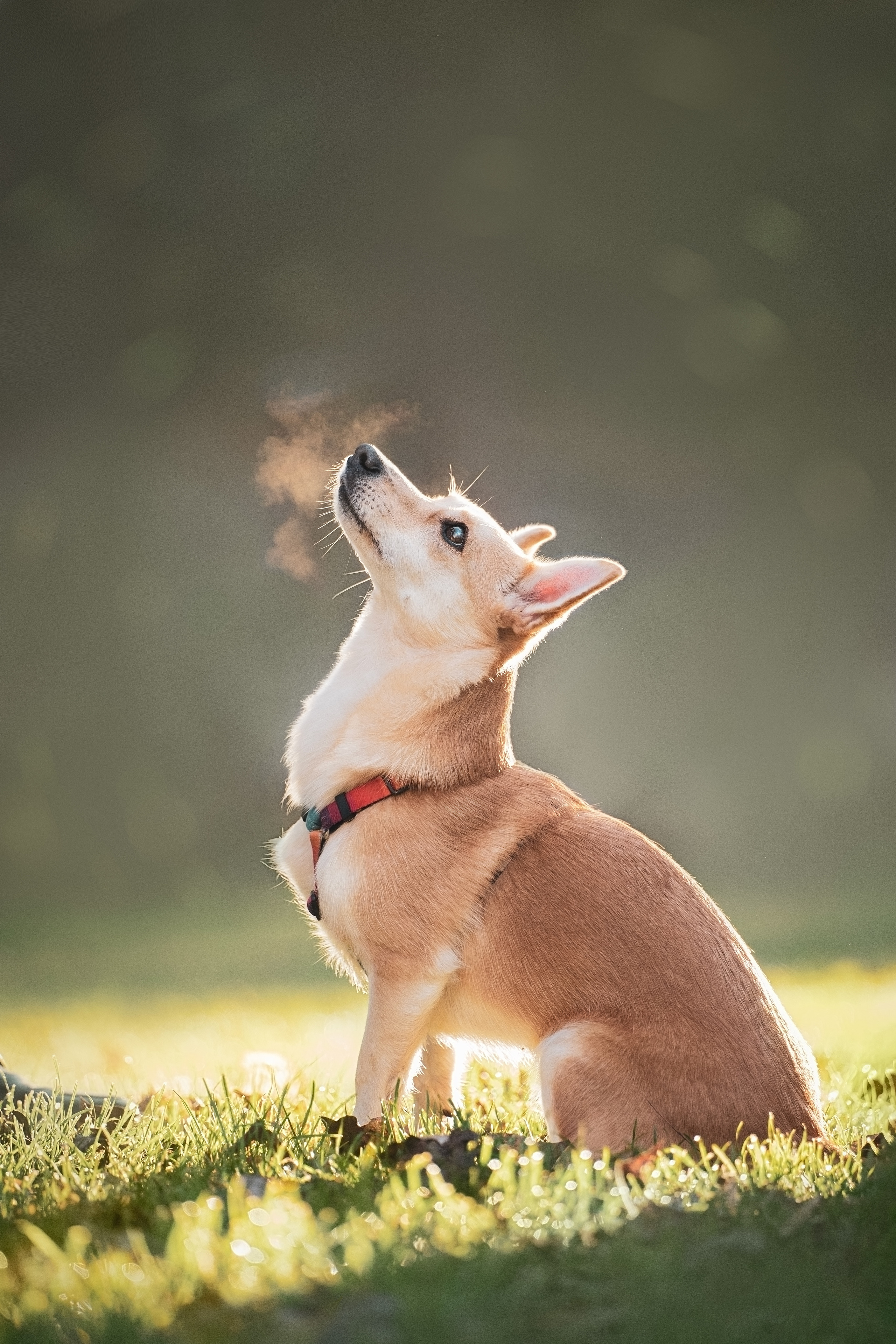 Фотограф анималист