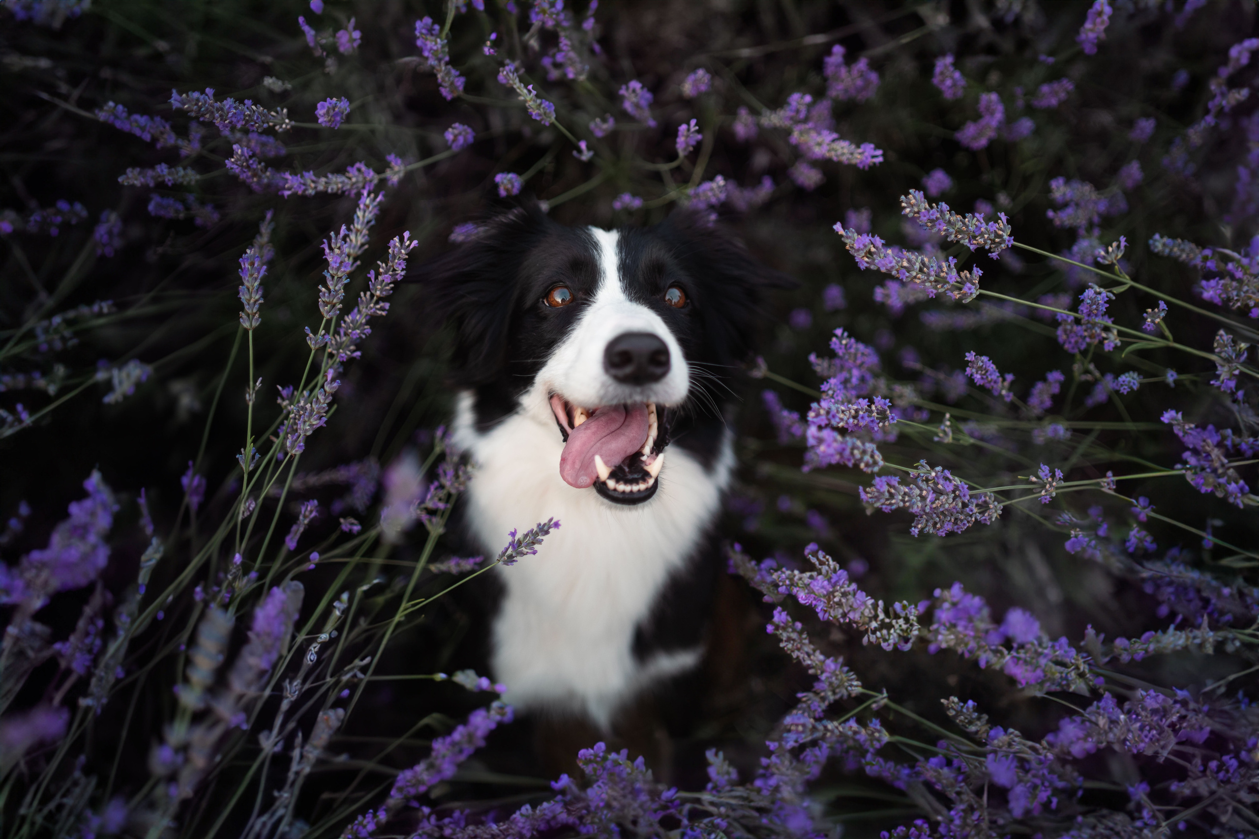 Фотограф анималист