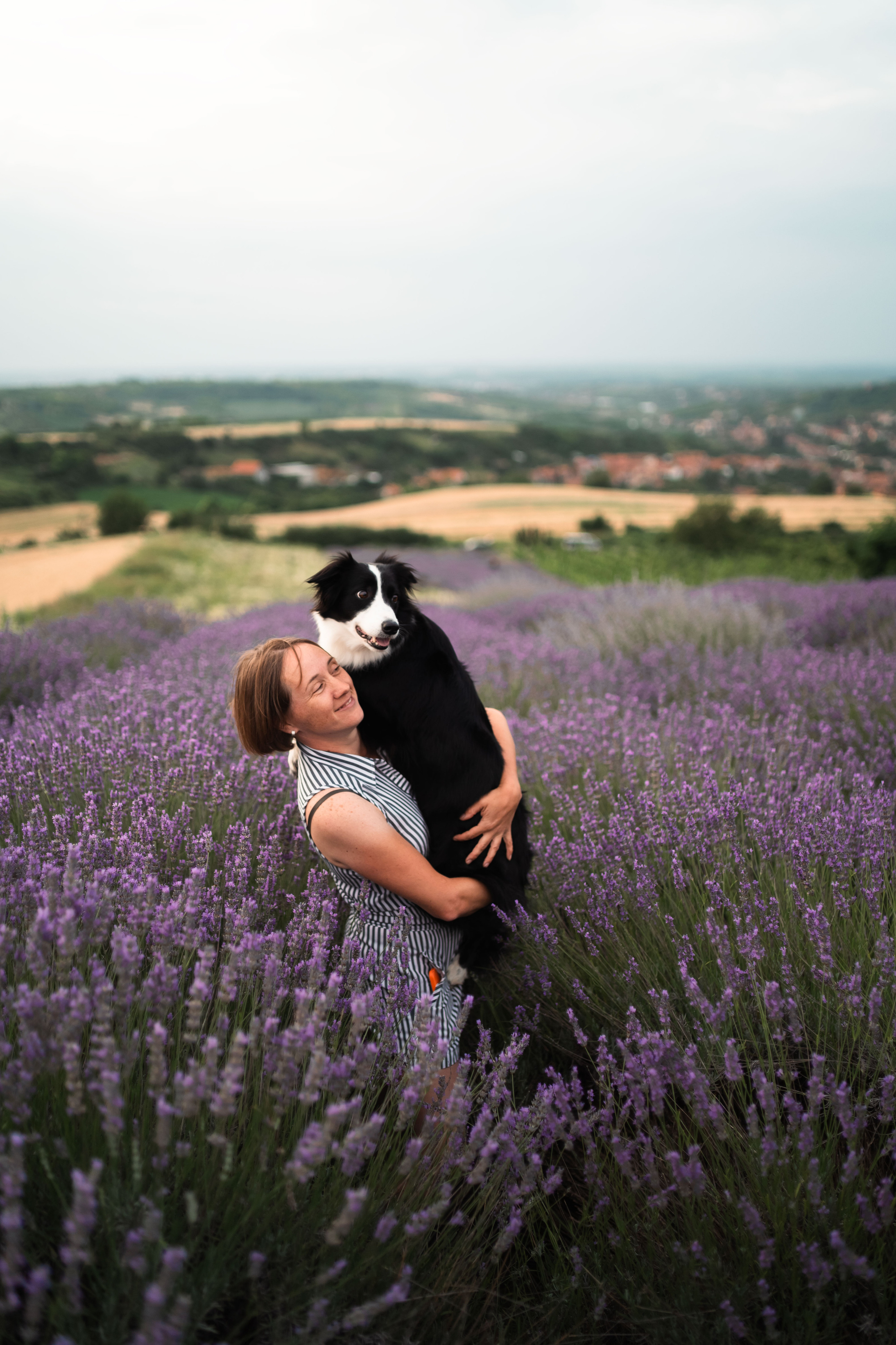 В лаванде. Фотограф анималист