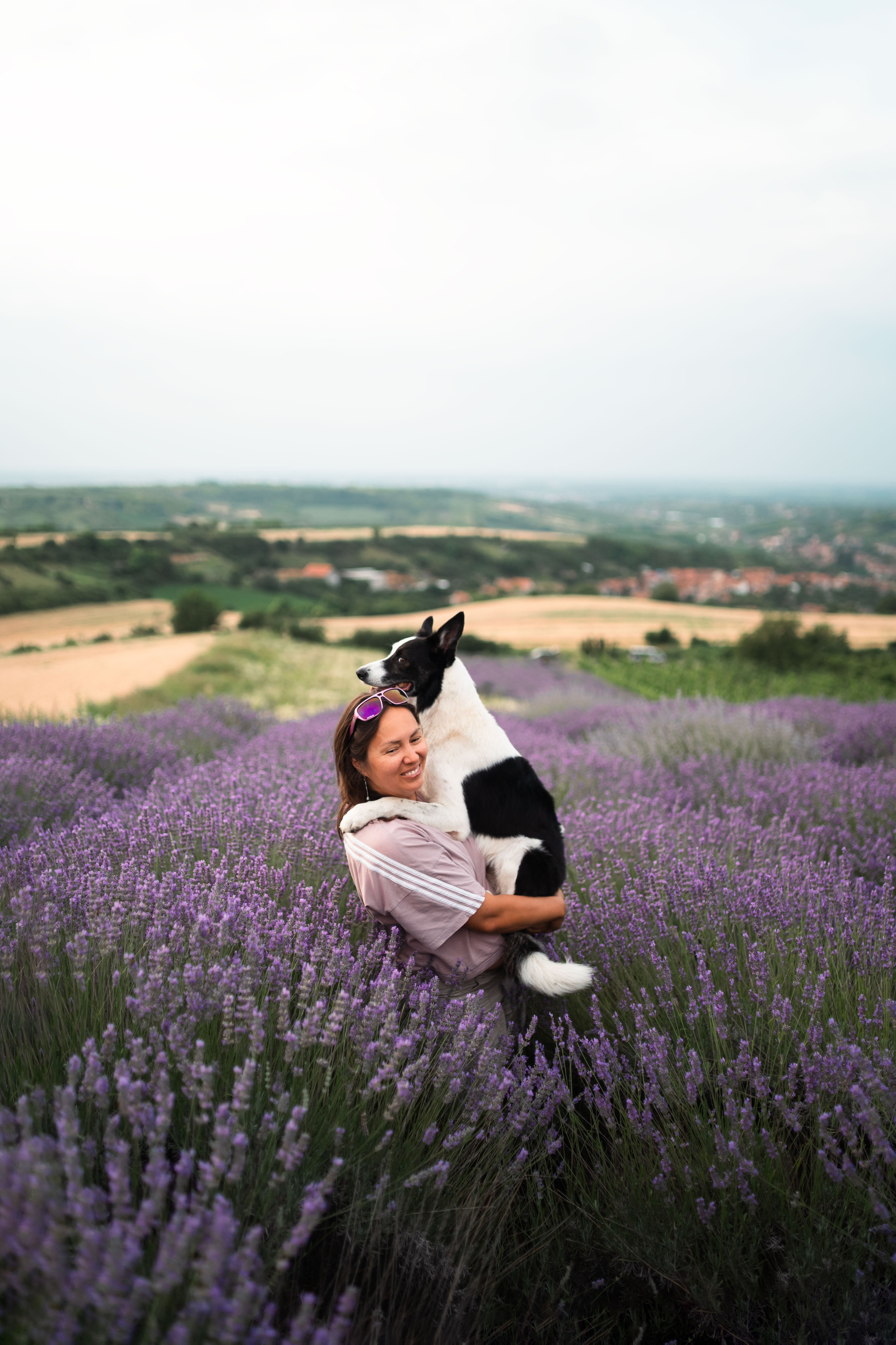 В лаванде. Фотограф анималист