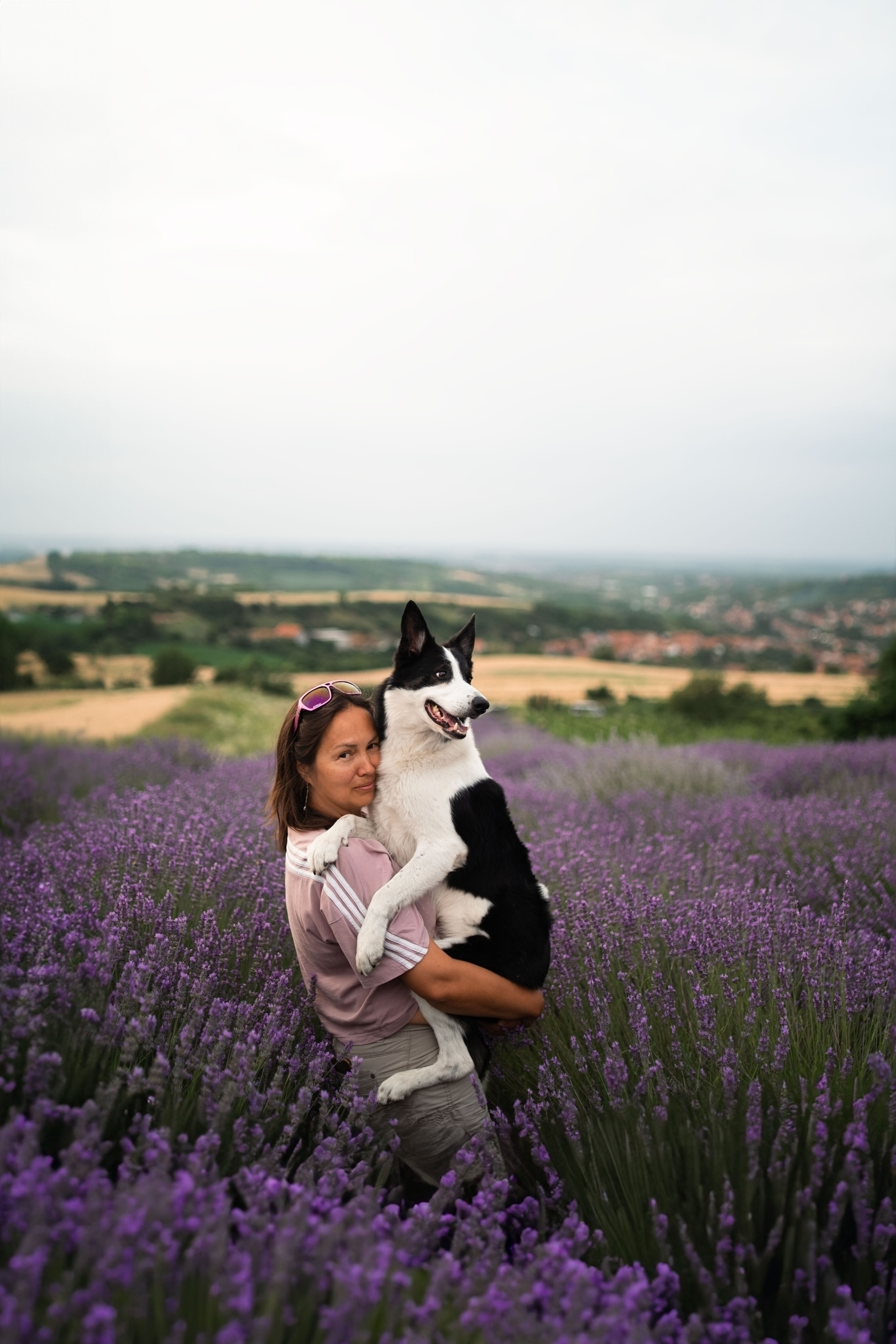 В лаванде. Фотограф анималист