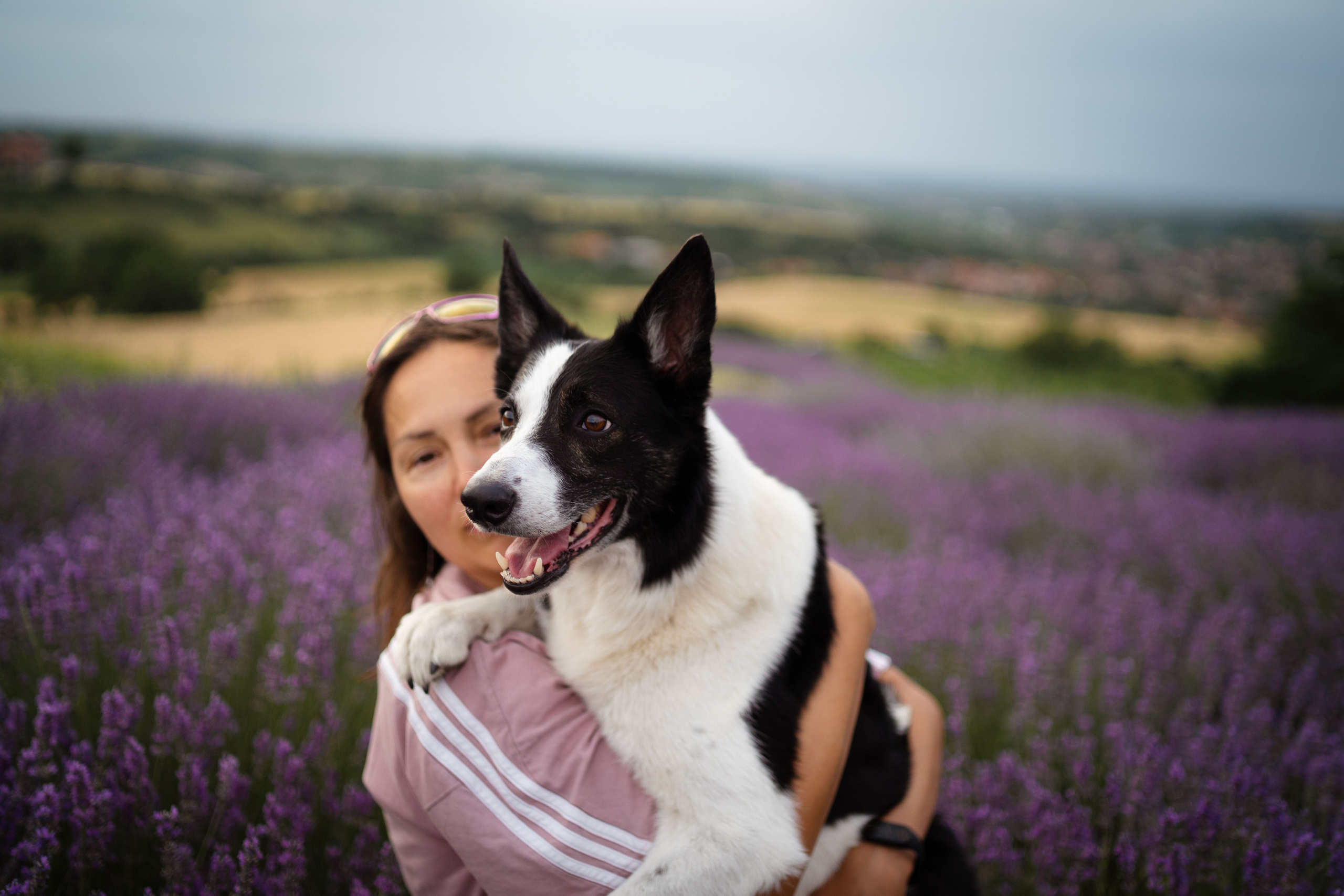 В лаванде. Фотограф анималист