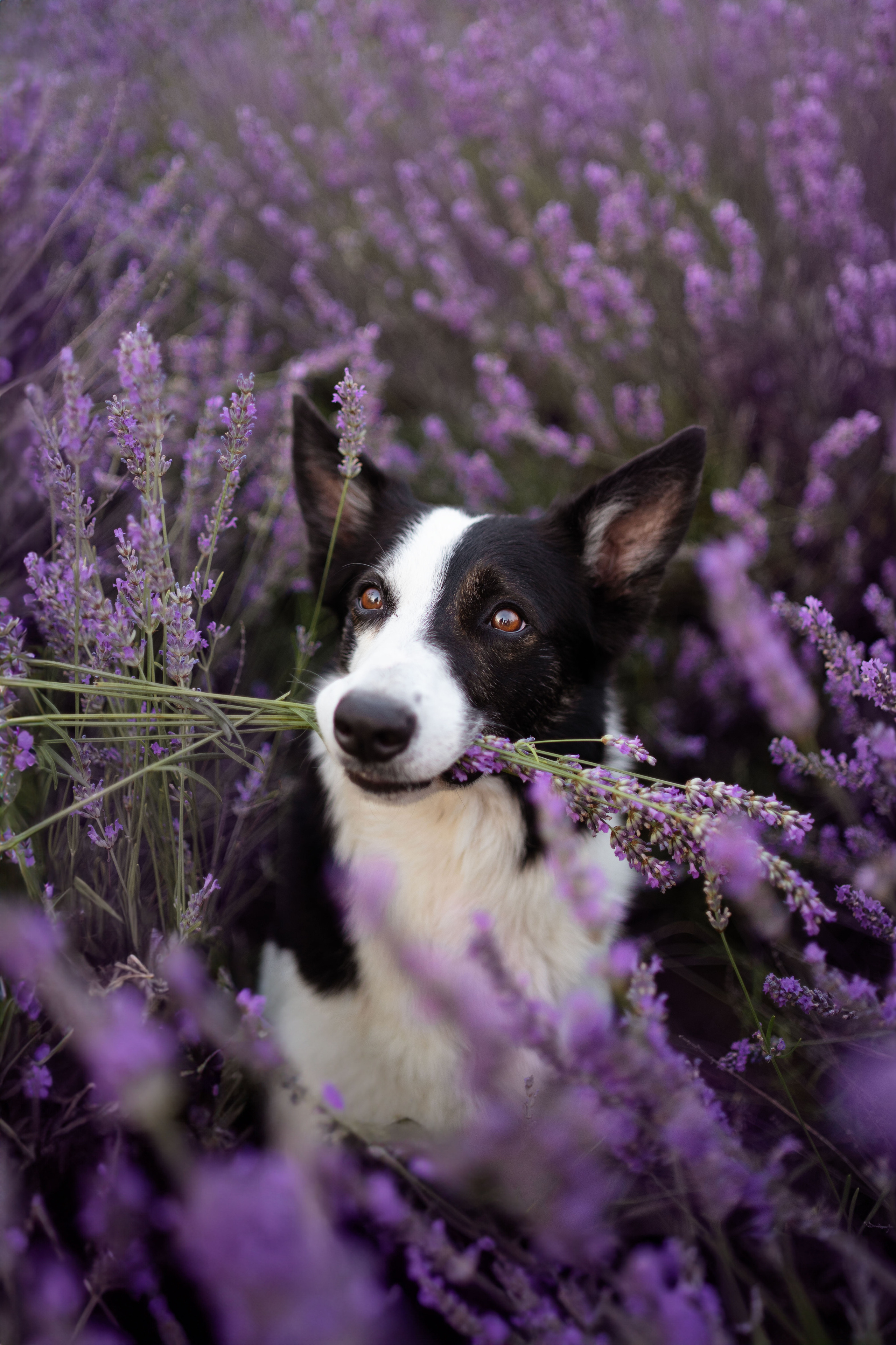 В лаванде. Фотограф анималист