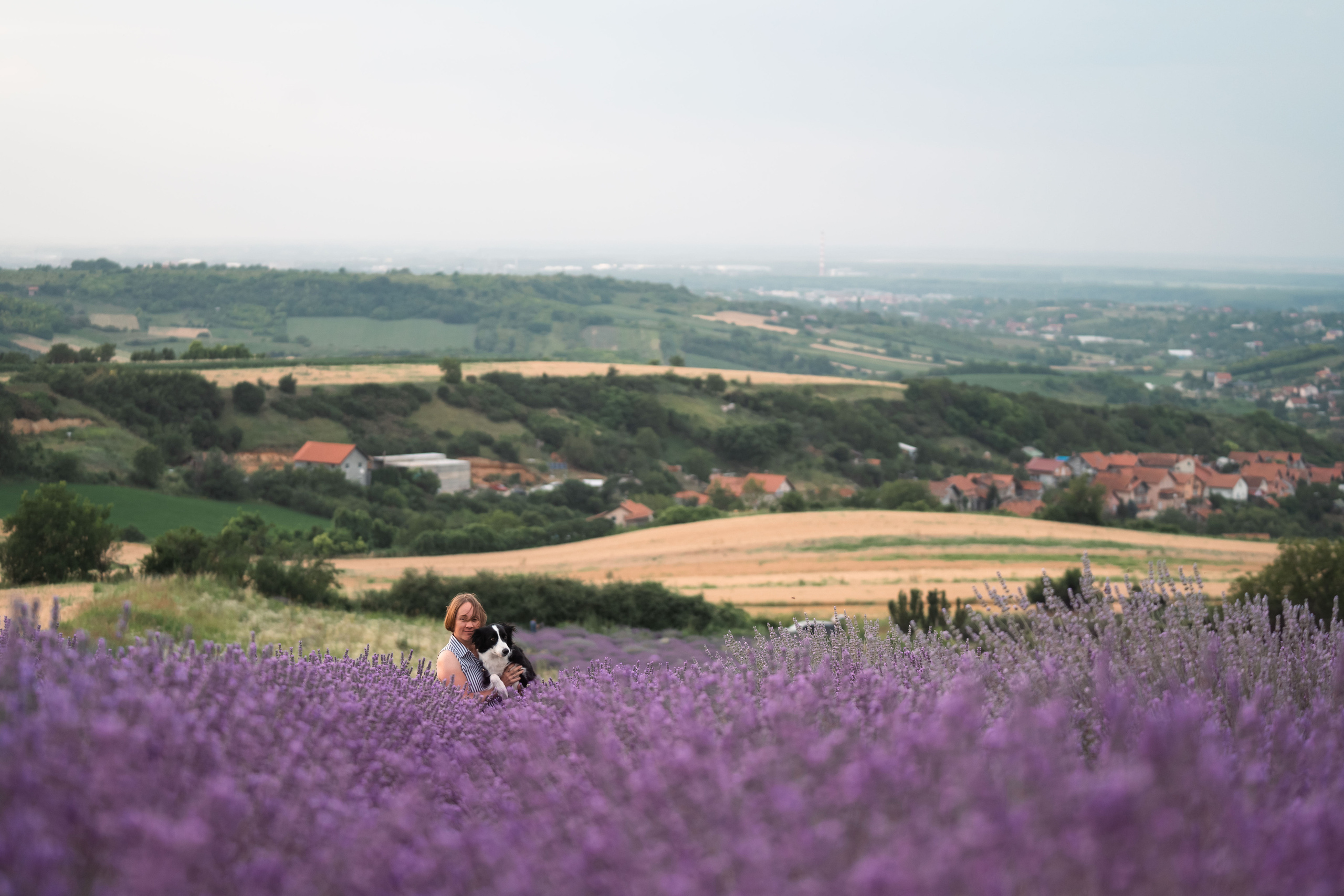 В лаванде. Фотограф анималист