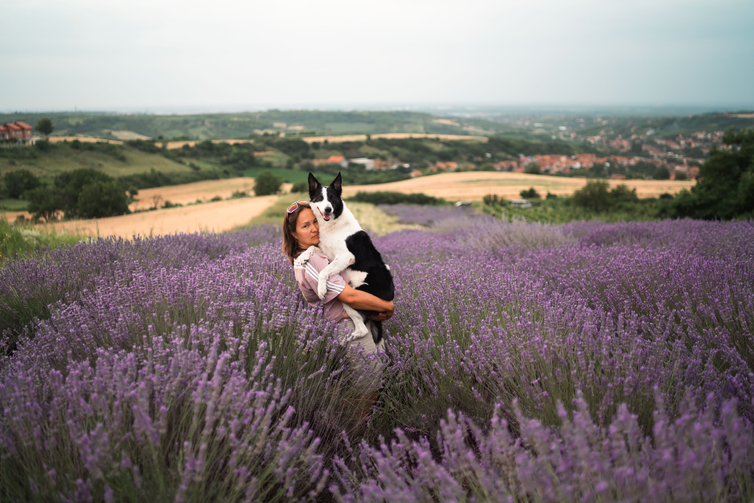 В лаванде. Фотограф анималист