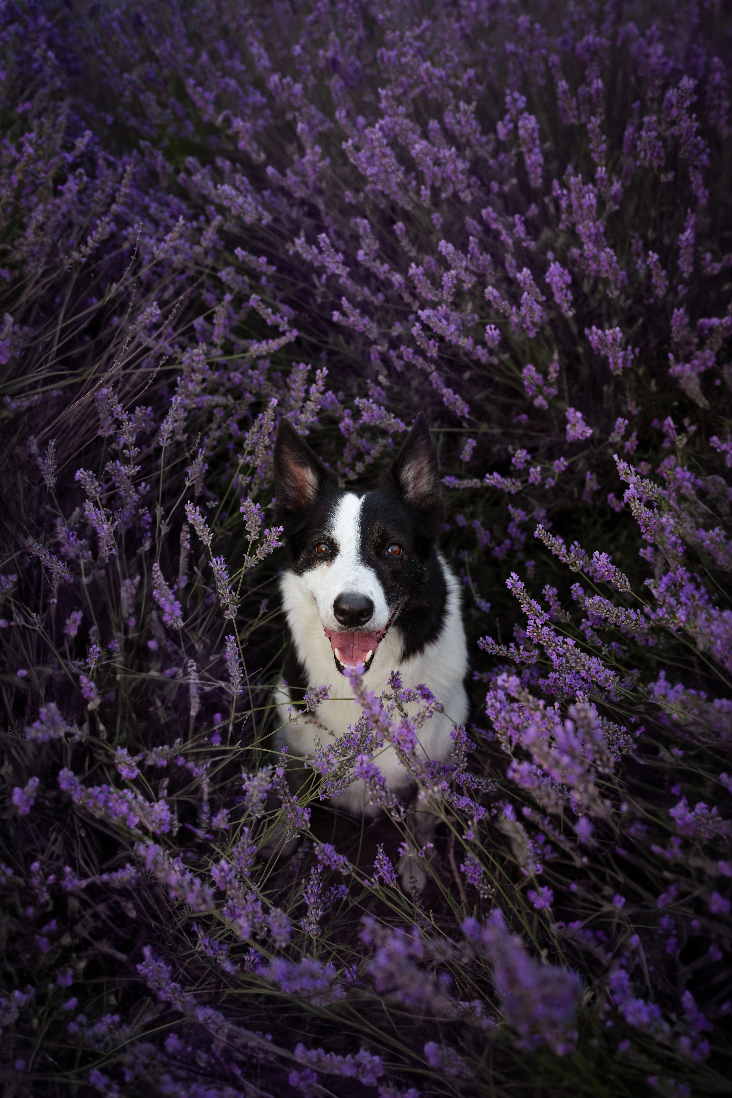 В лаванде. Фотограф анималист