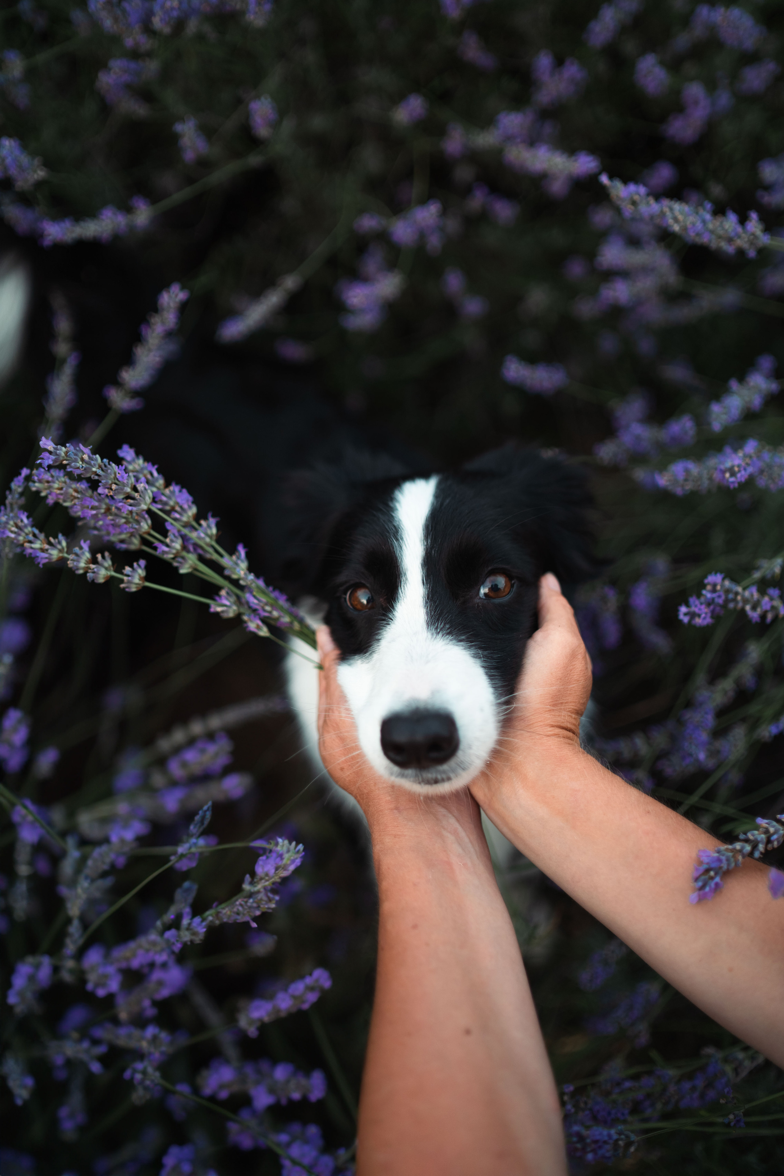 В лаванде. Фотограф анималист