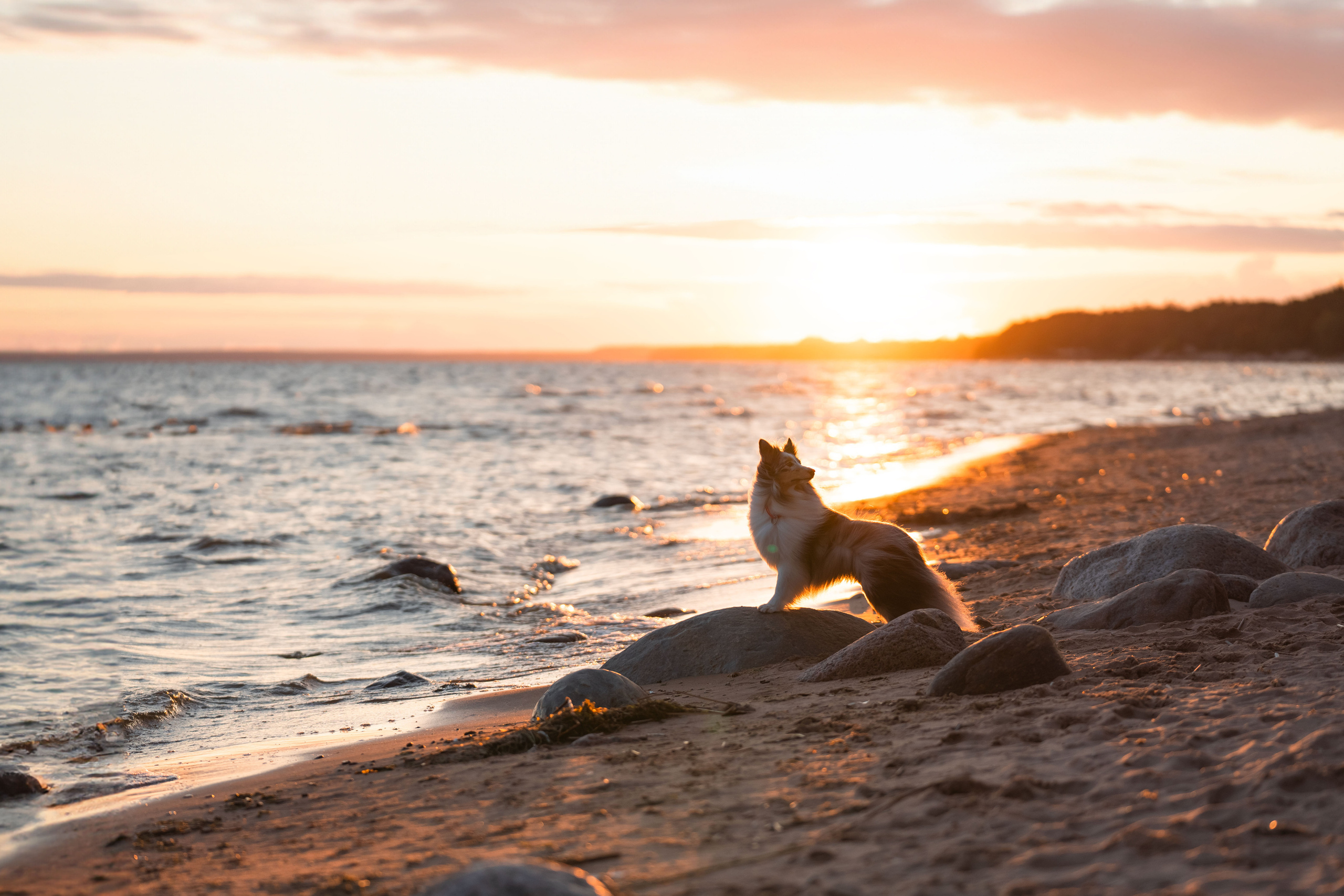 Отзывы. Фотограф анималист