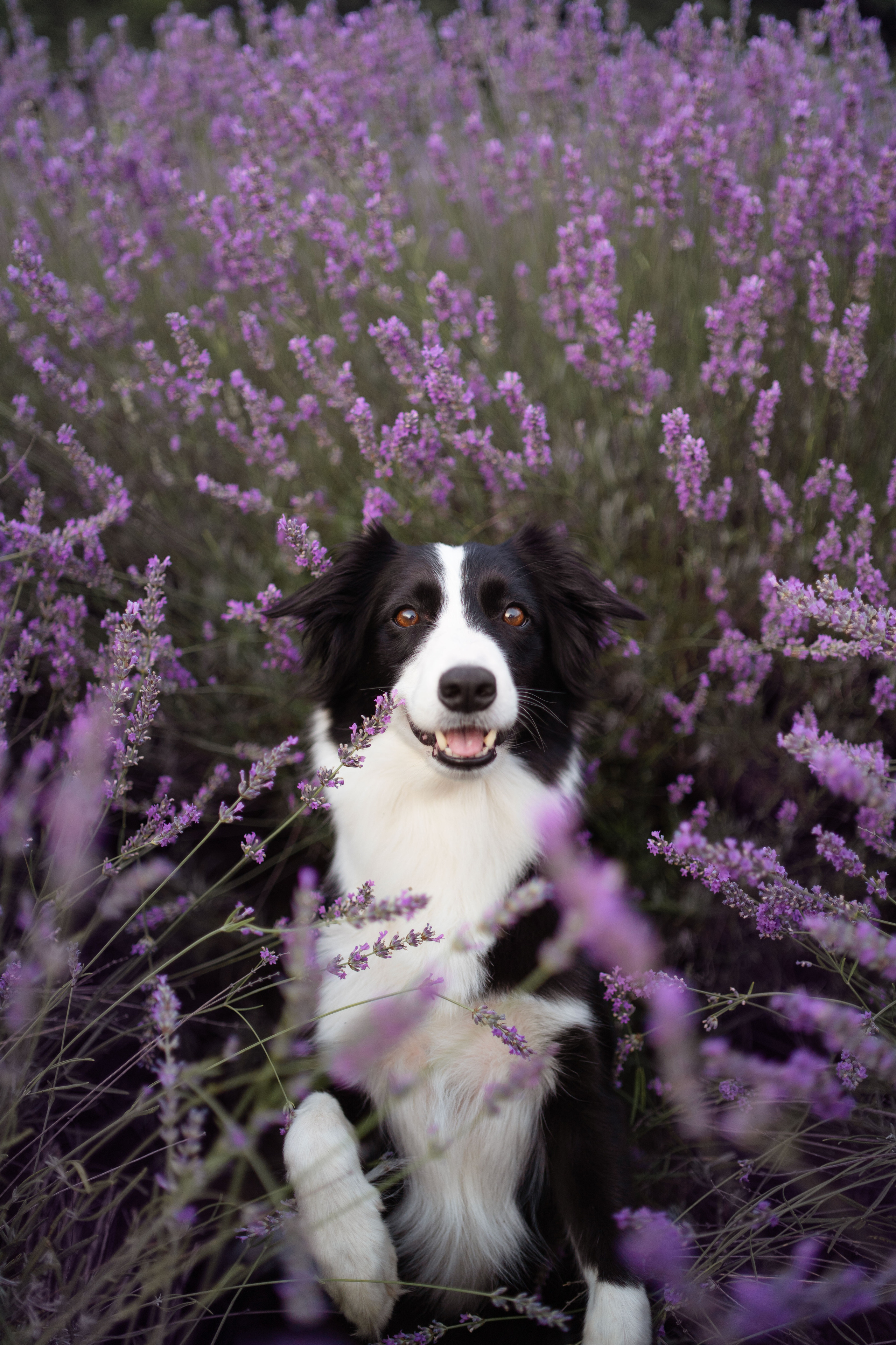 В лаванде. Фотограф анималист