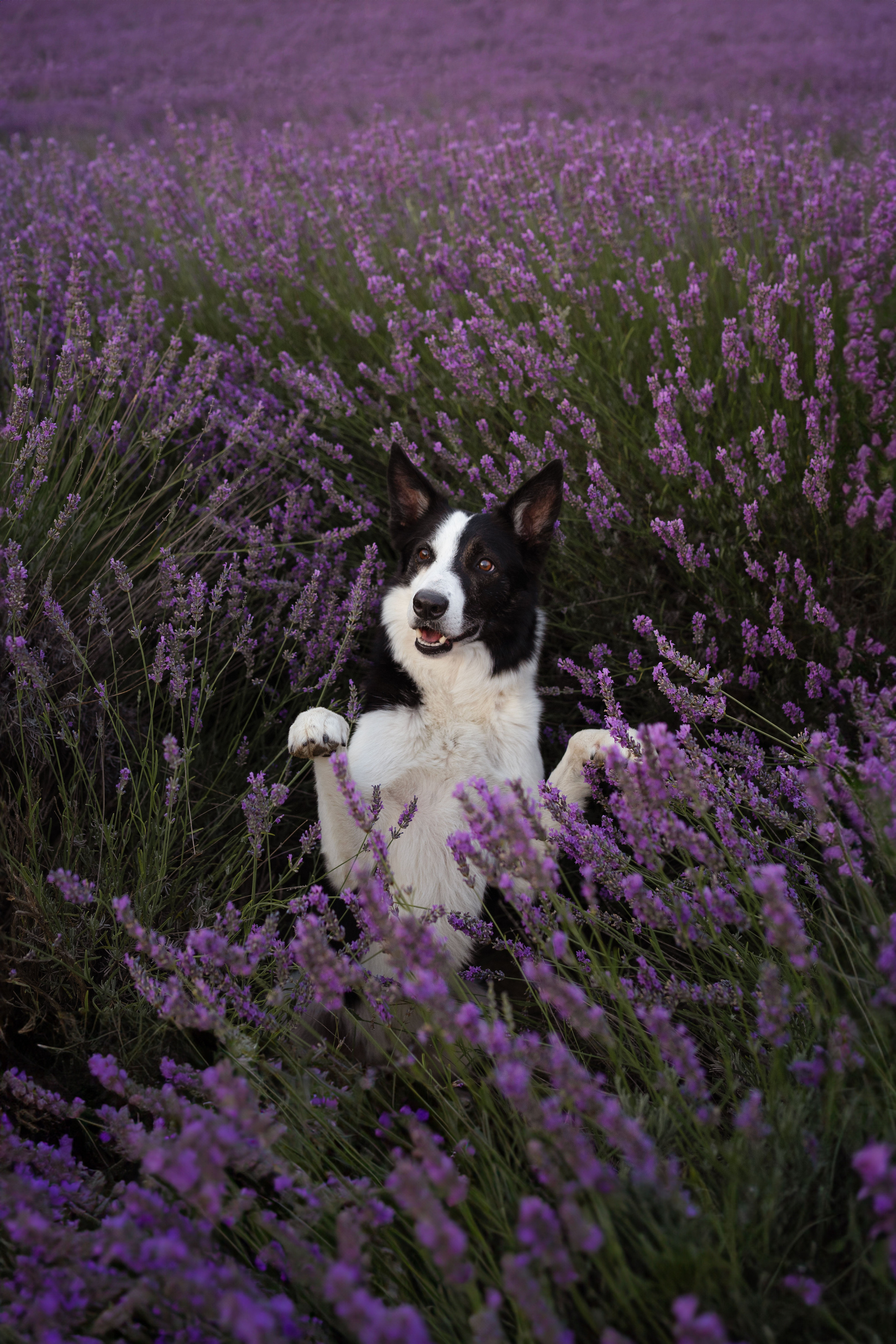 В лаванде. Фотограф анималист