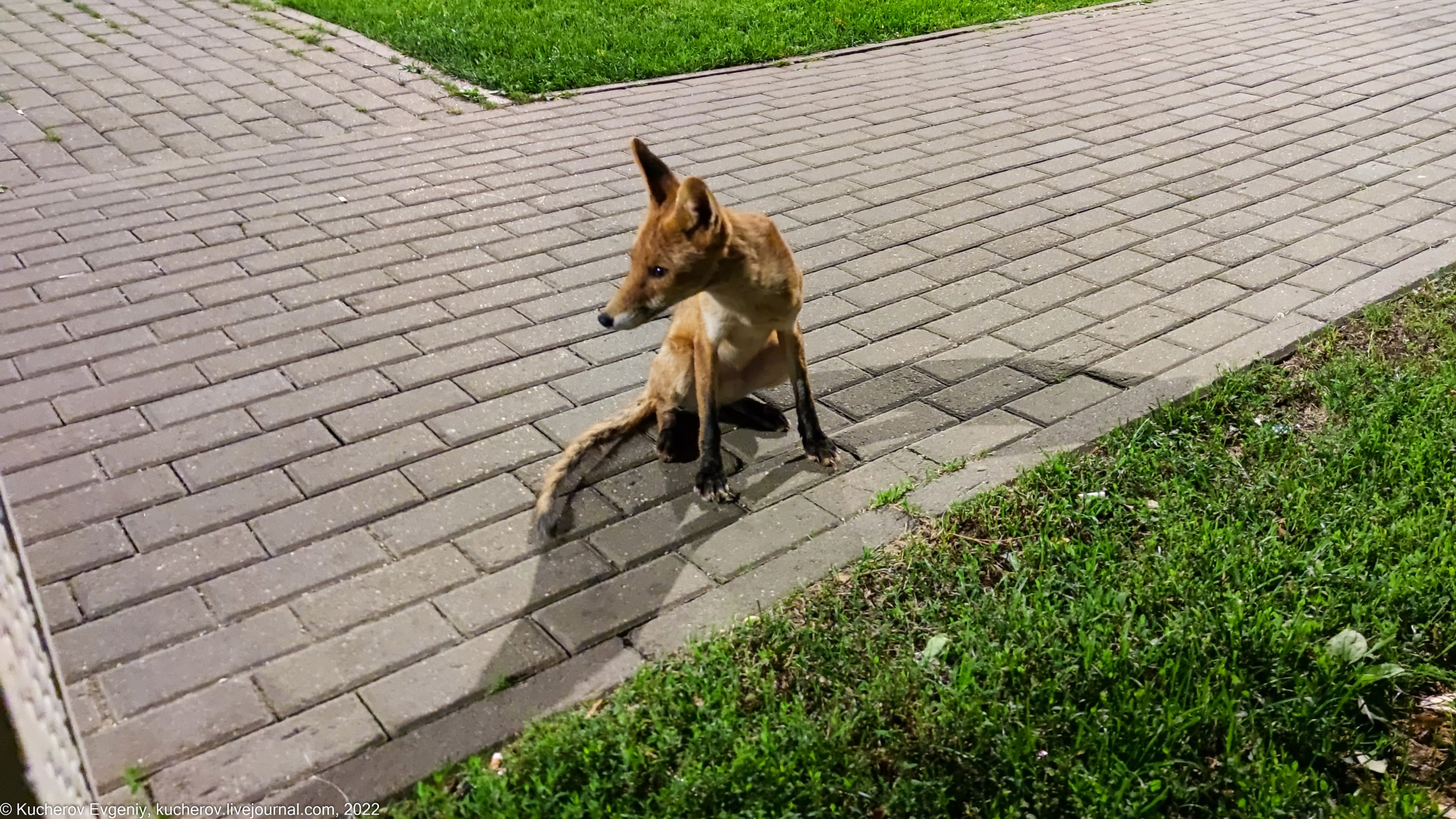 Лисенок. Кучеров Евгений. Фотограф