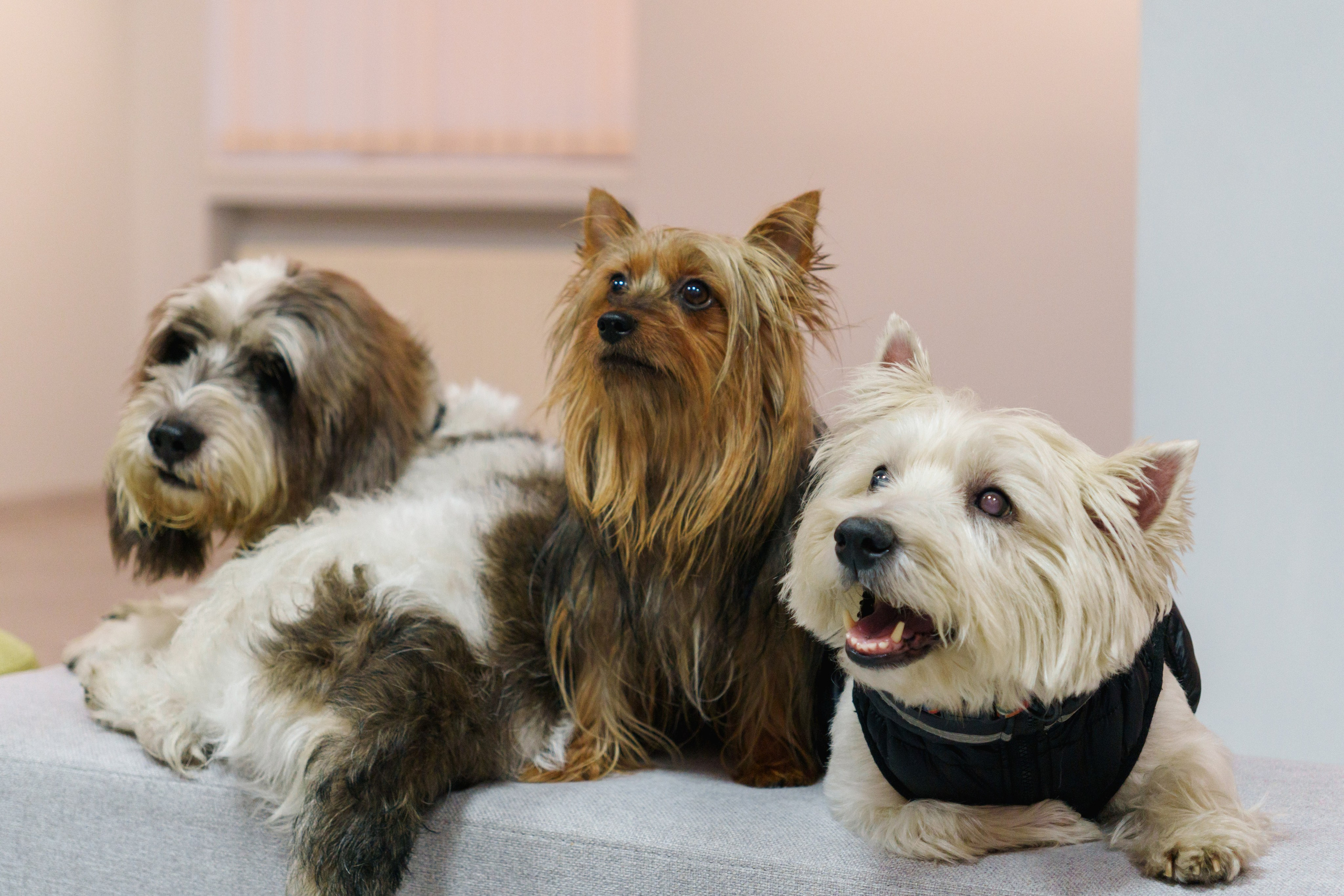 Открытие 11 фестиваля анималистики «Зооарт». Фотограф в Санкт-Петербурге Ибрагимова Алина