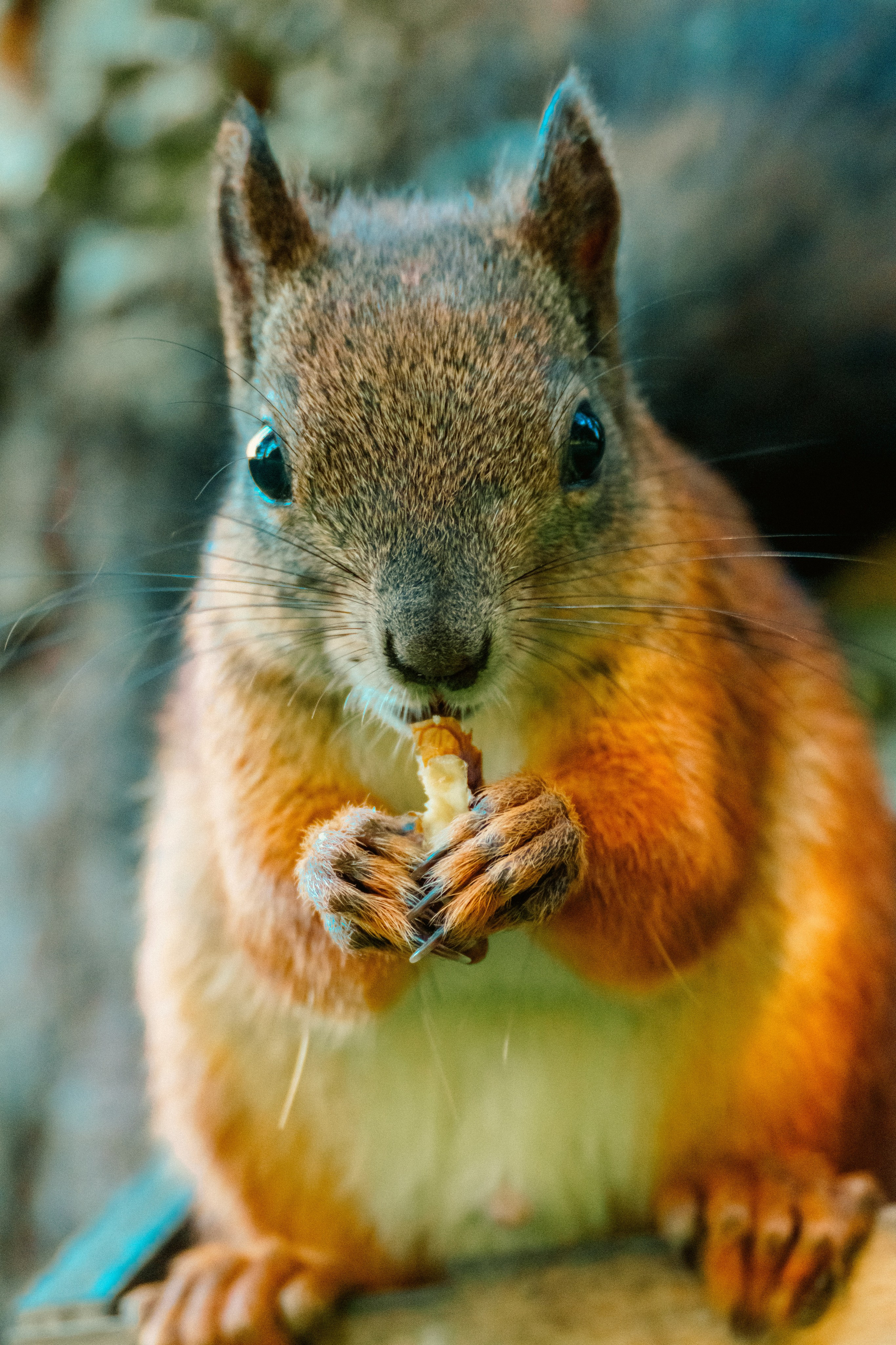 Животные. Фотограф в Санкт-Петербурге Ибрагимова Алина