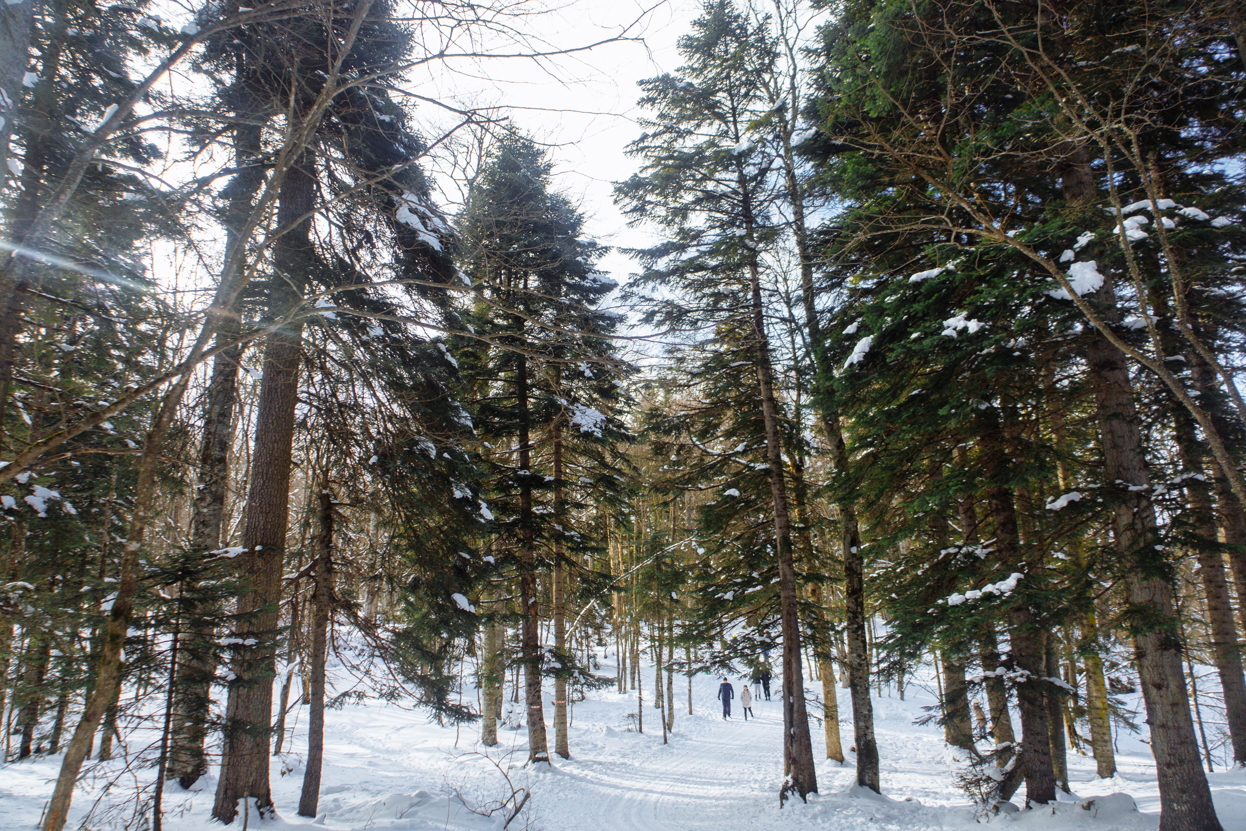 Адыгея. Лаго-Наки 27.01.24. Фотограф katya_vkadre Таганрог