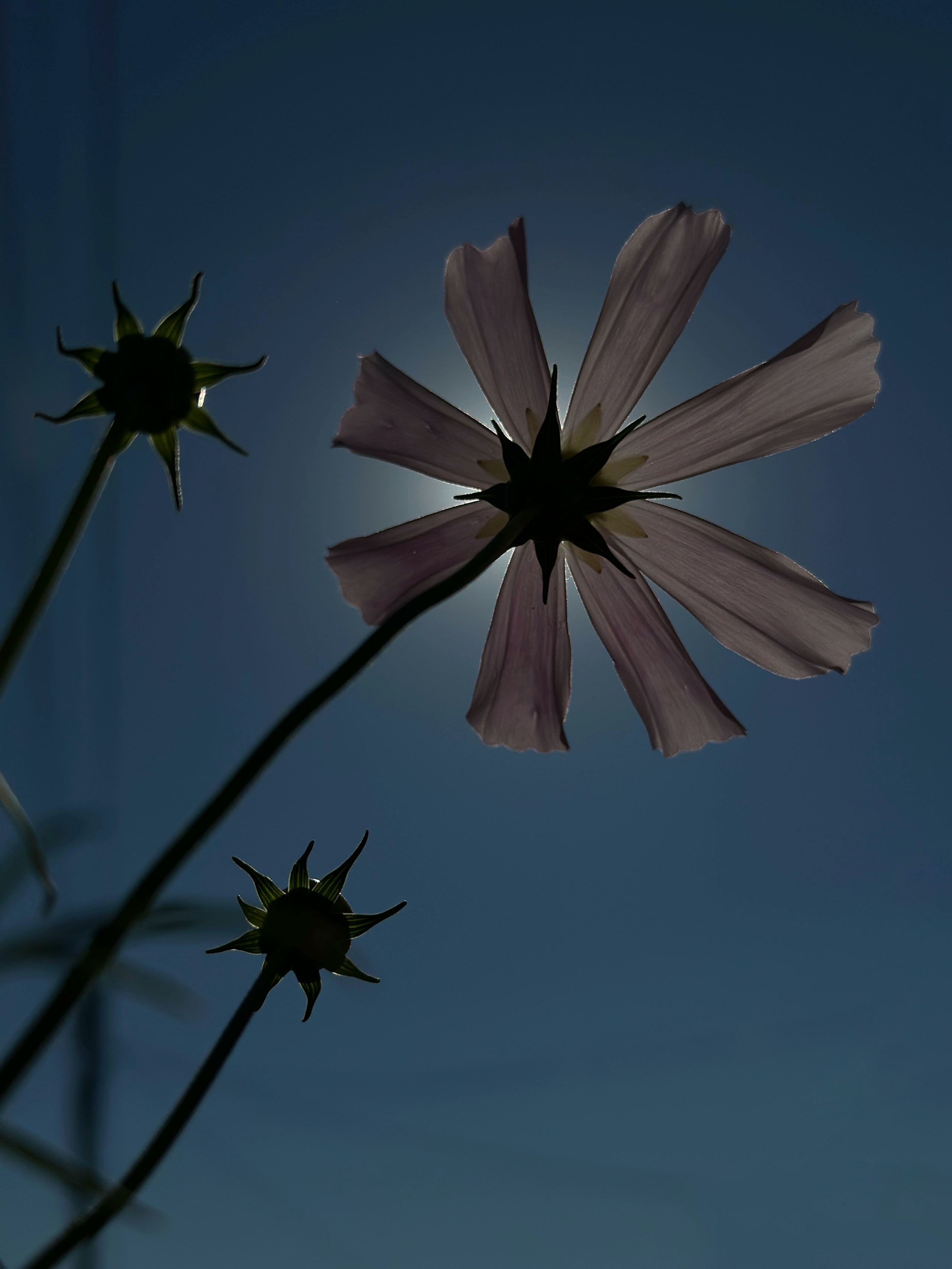 Флора и фауна. Смотри, красота!