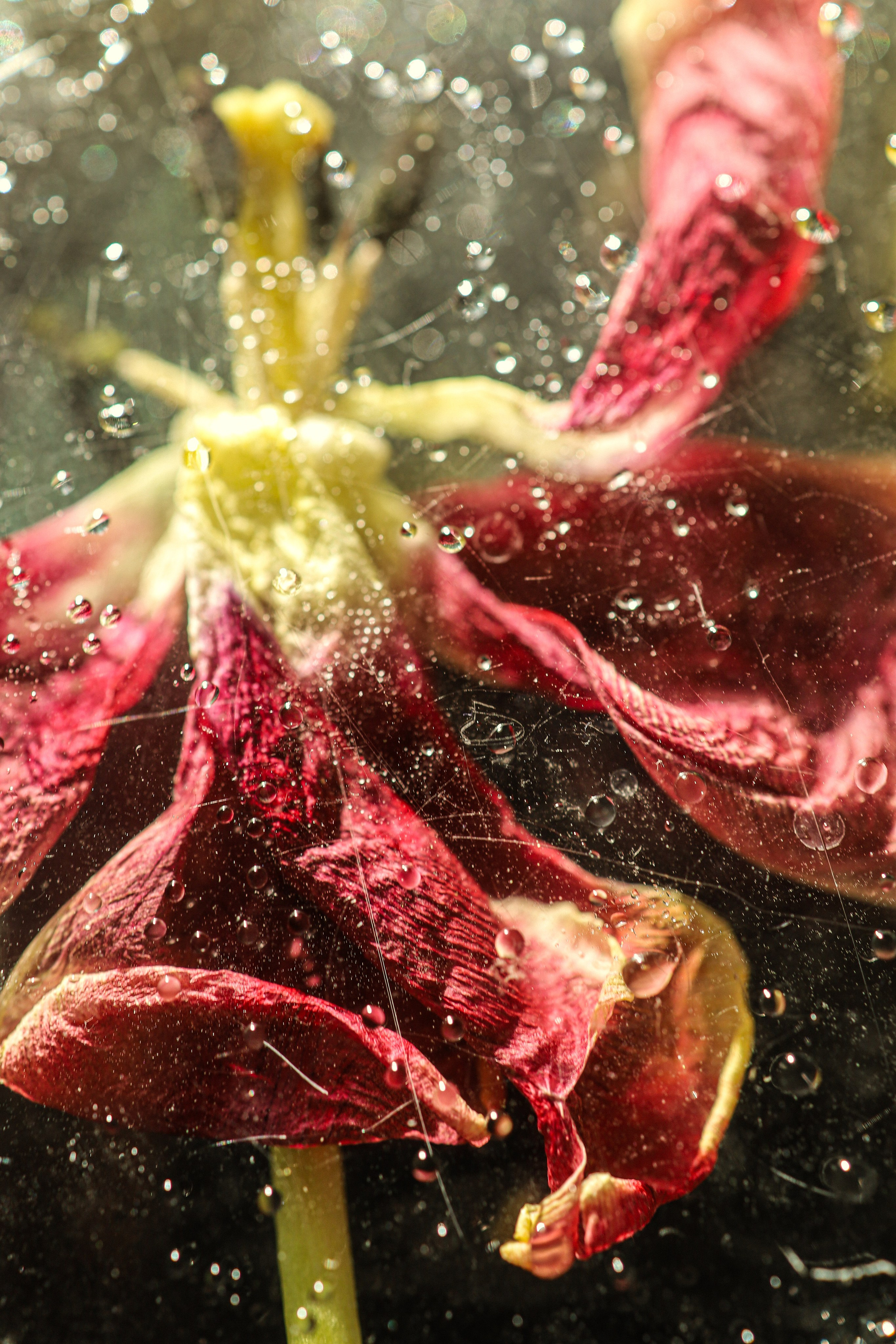 Природа &. Фотохудожник в СПб