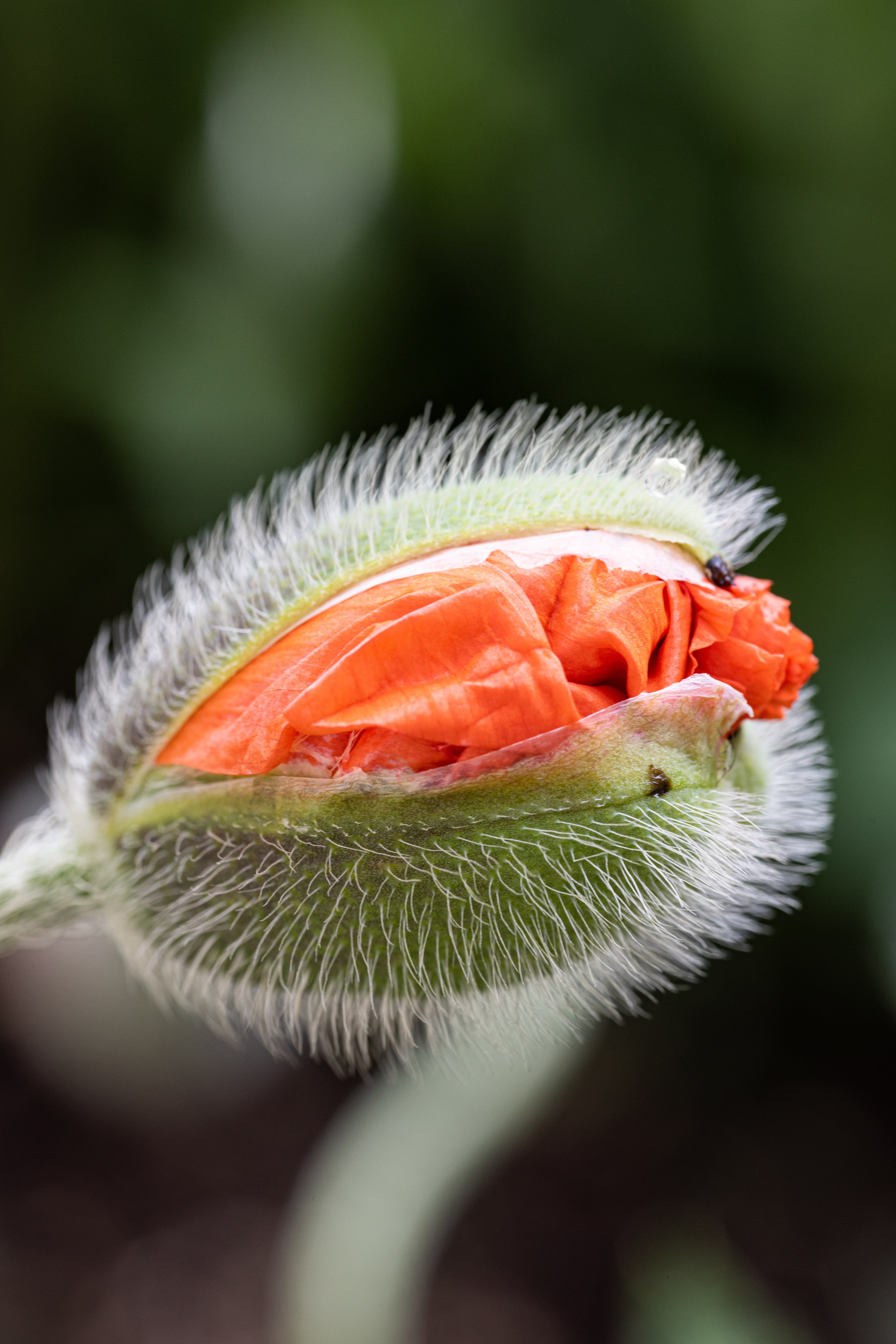 Macro. Фотограф на Юге России