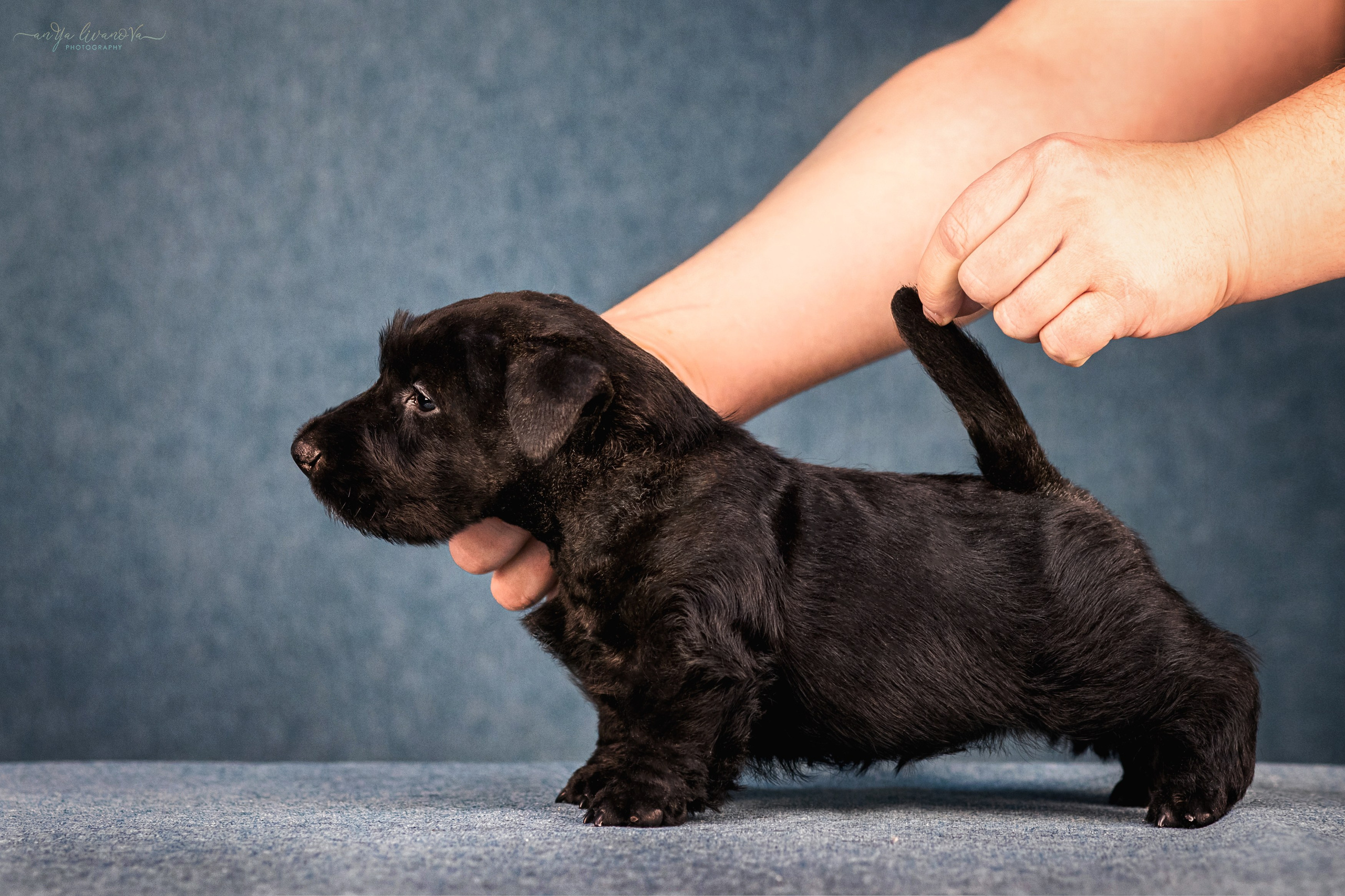 Скотти. Фотограф анималист Аня Ливанова | Рыбинск