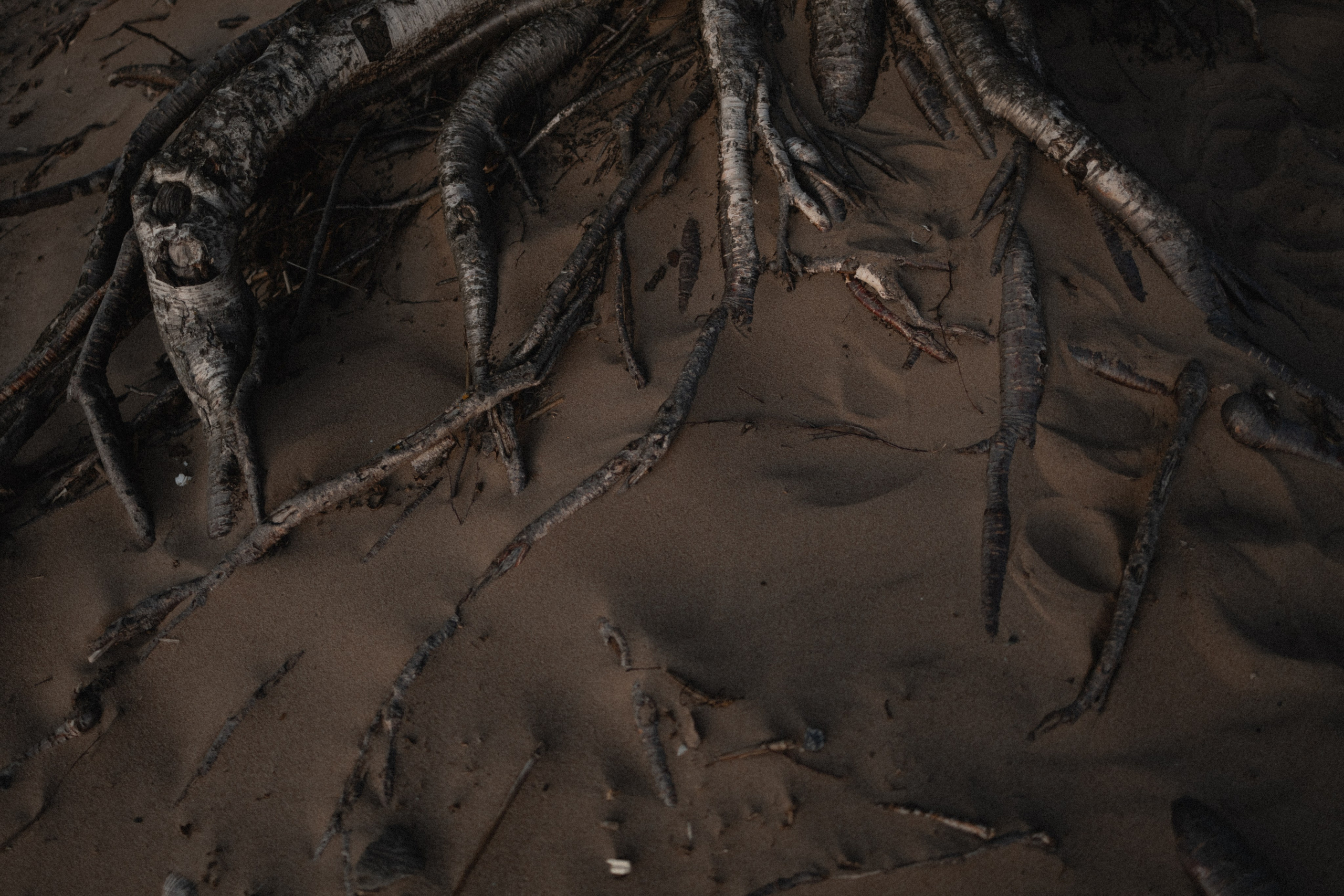 Любовь и чайки. Фотограф Daria Wilner