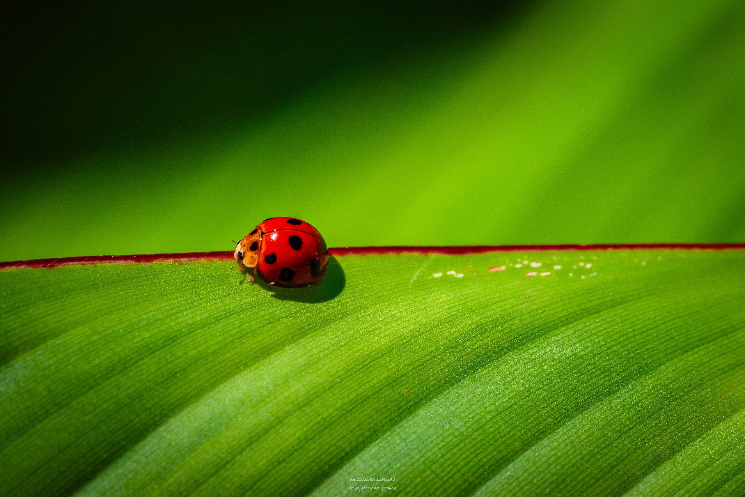 Все оттенки зелёного. Авторские стильные фотокартины