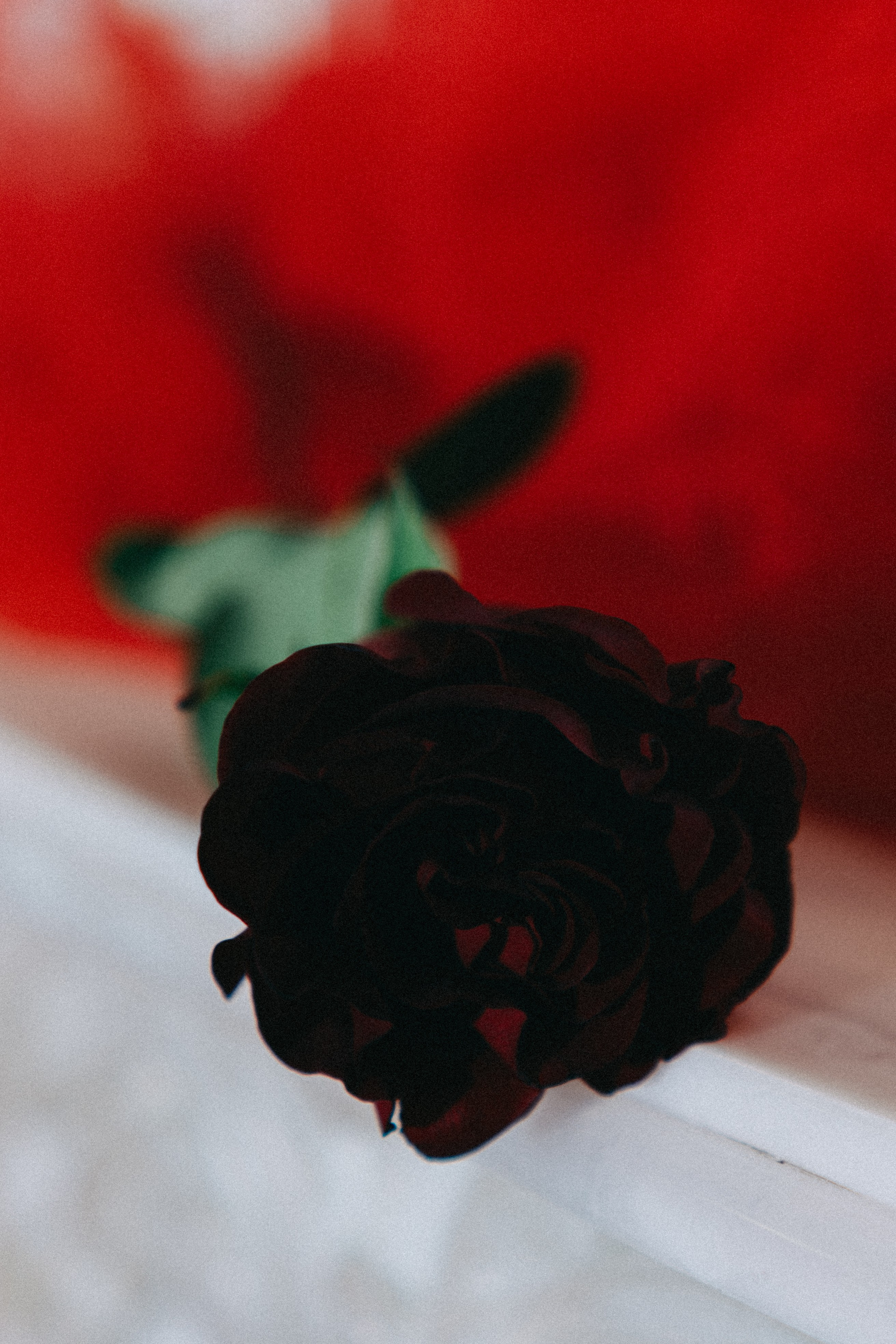 Творческая история для девушки. Профессиональный фотограф, Санкт-Петербург — Виктория Богомолова