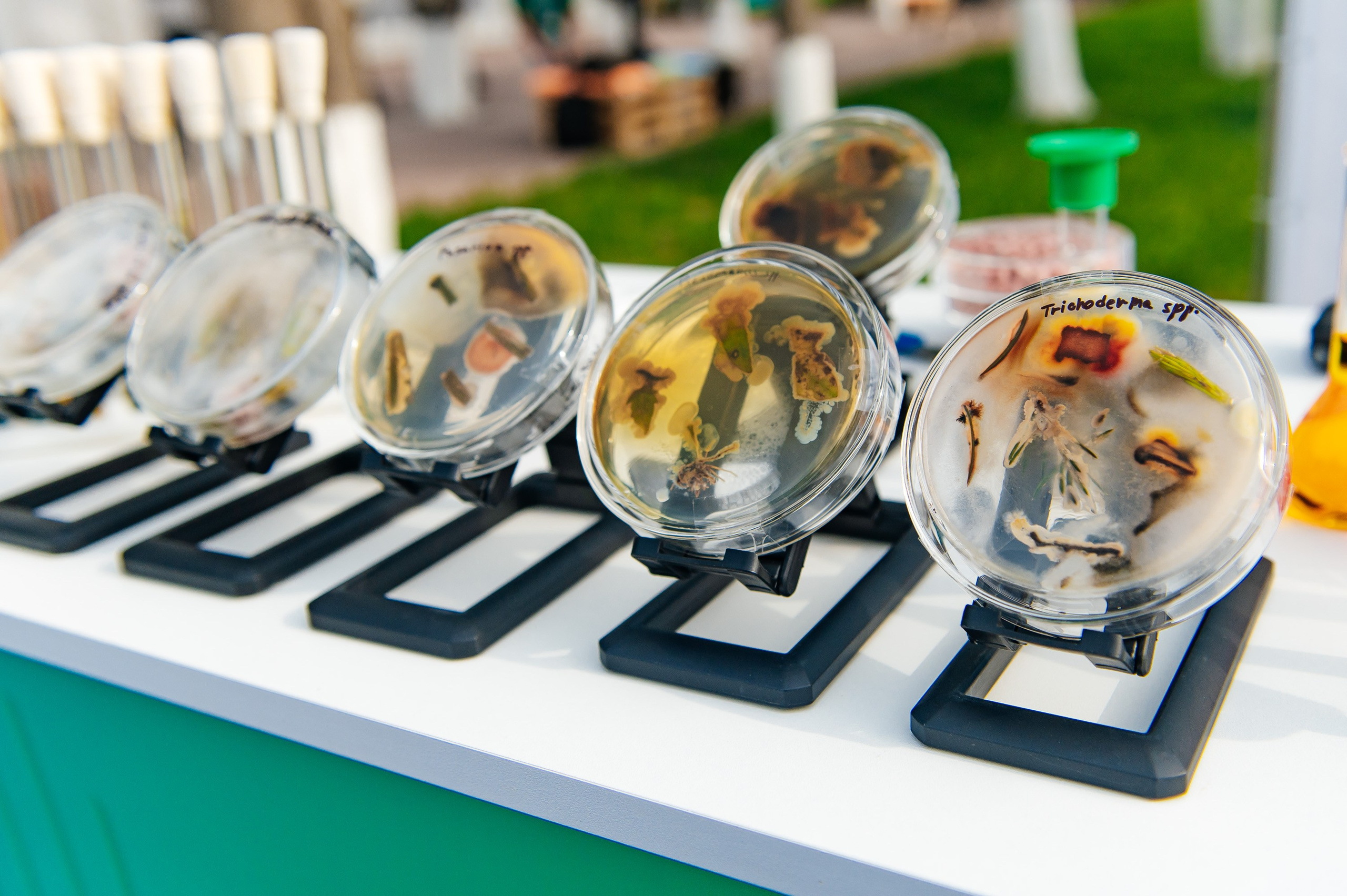 День поля. Главная