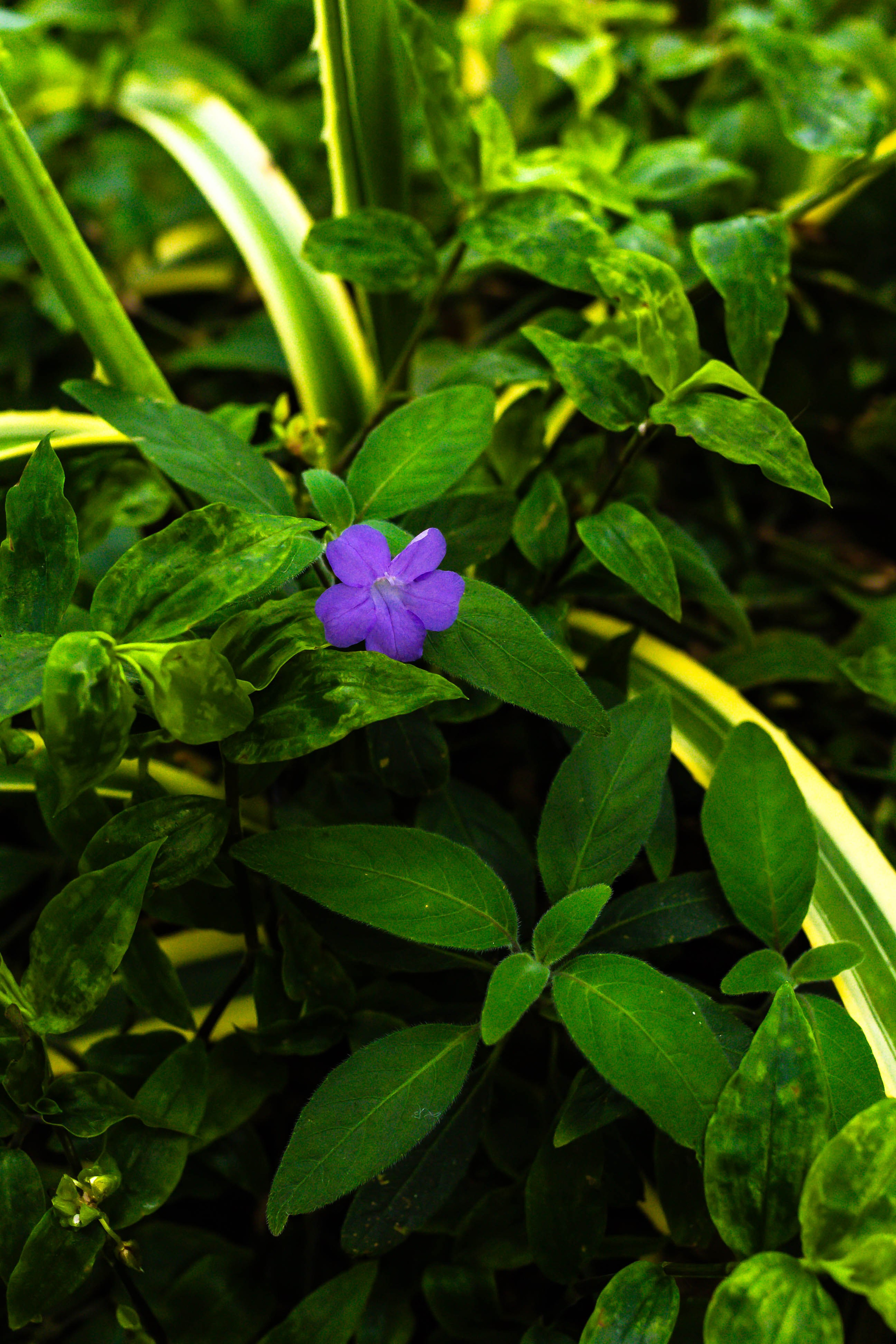 Фотографии природы Липецка. Свадебный и семейный фотограф Виолетта в Липецке