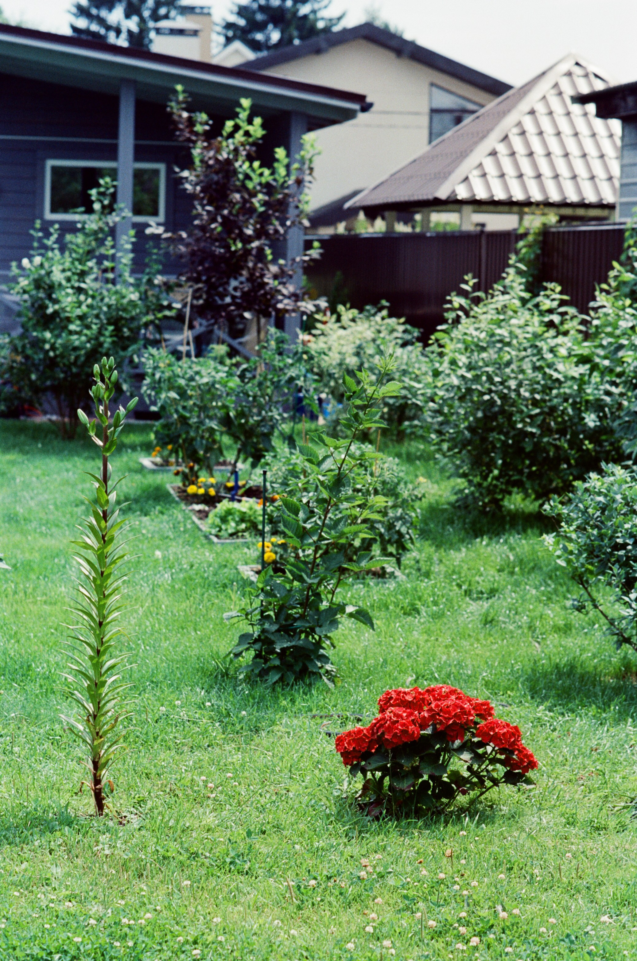 Canon 33V — Minolta MC Rokkor-PF 85 mm f1.7 | SFL 200T | июль 2025 г