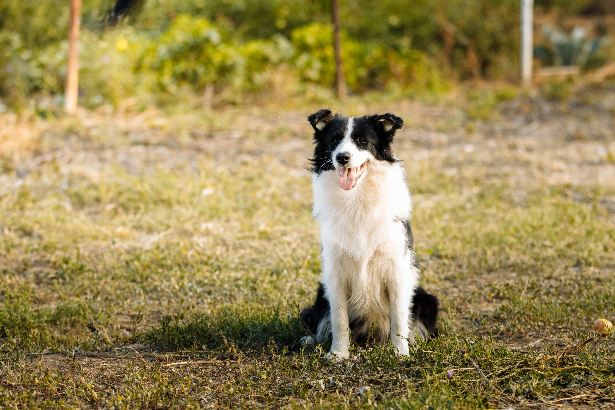 Овечий день. О нас