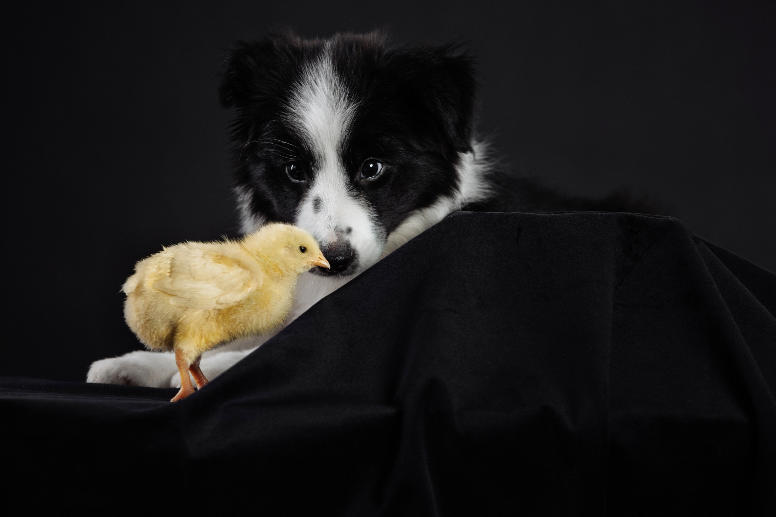 С цыпами. О нас