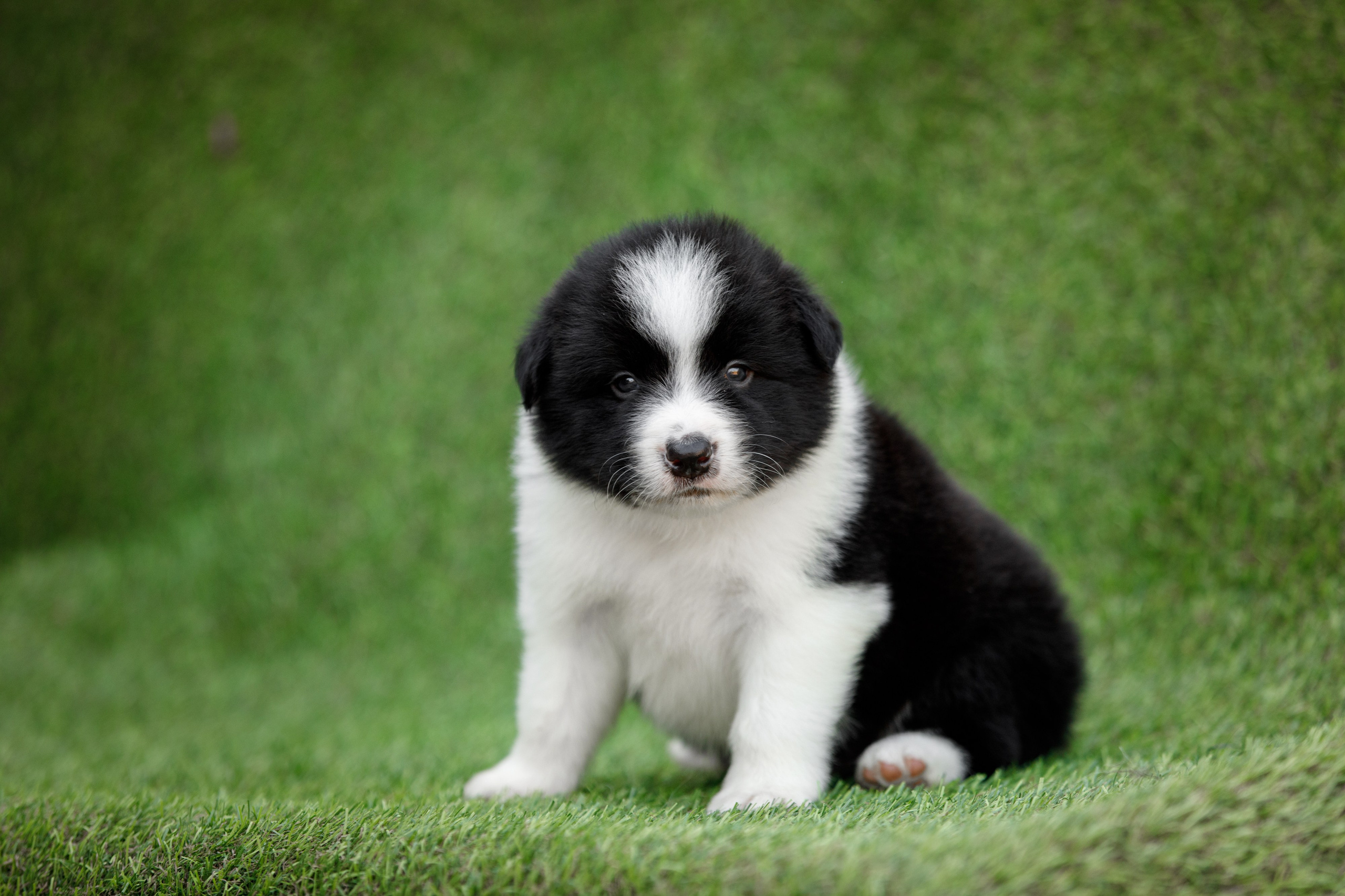 Смешарики. О нас